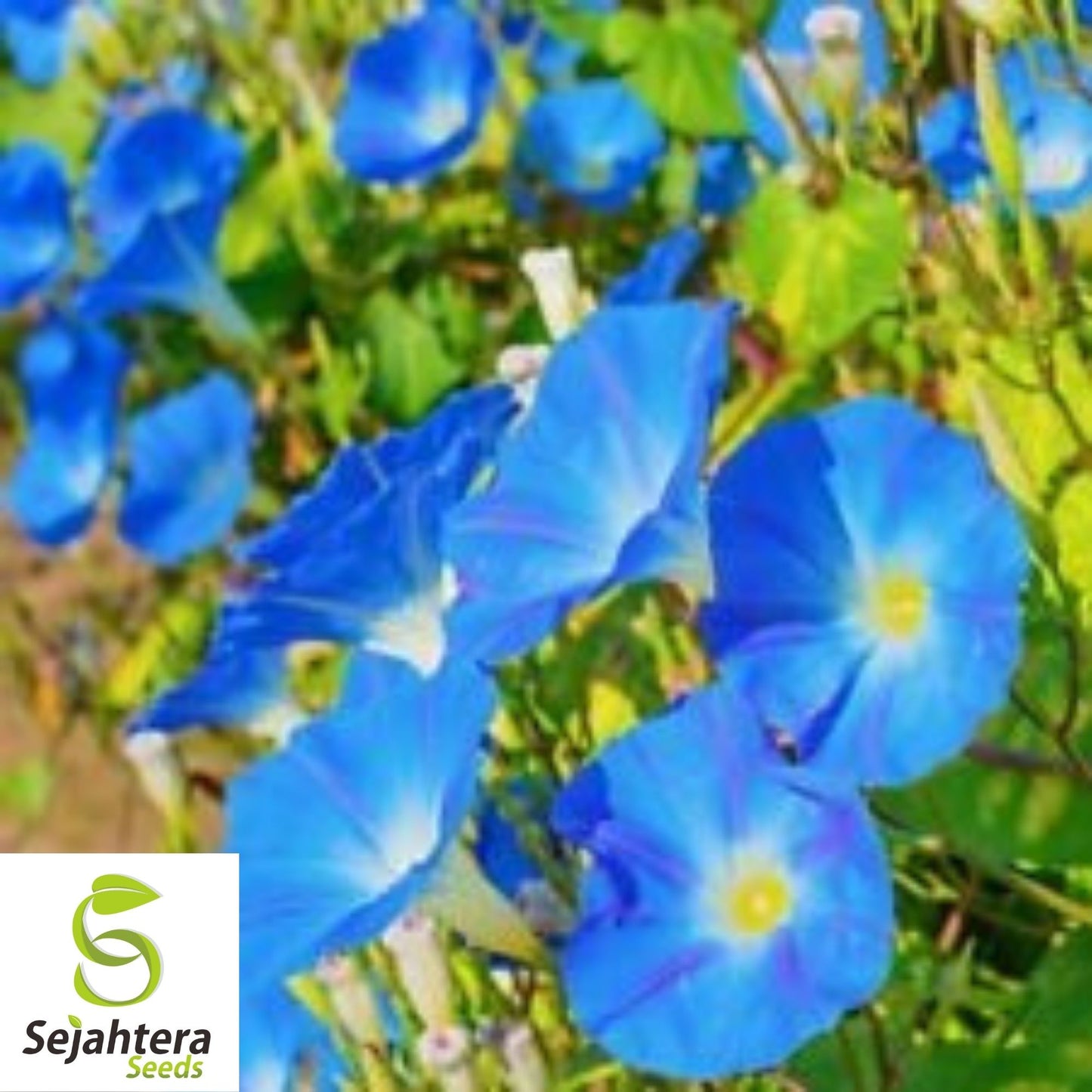 Morning Glory Heavenly Blue Seeds 30+ | Untreated Annual Flower USA