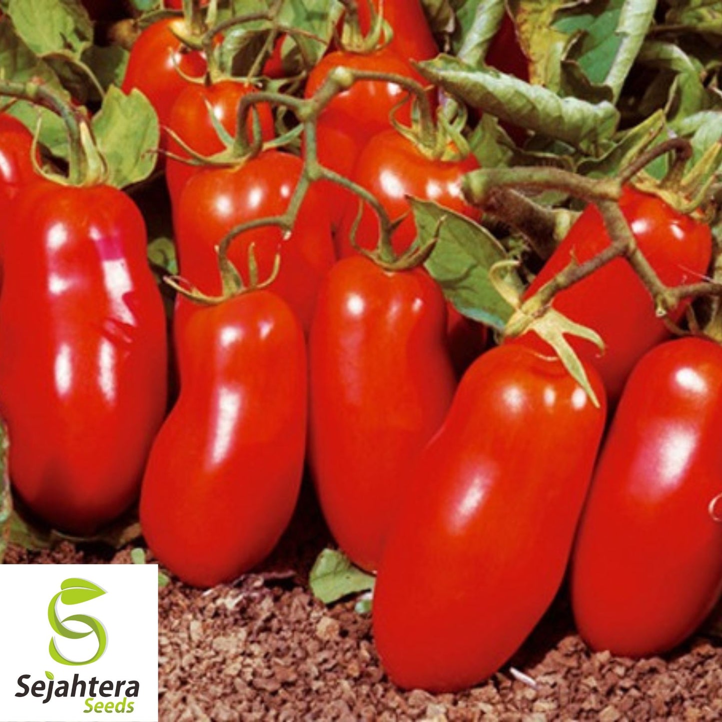 30 Baby Roma Tomato Seeds - Non-GMO, Sweet & Compact Variety