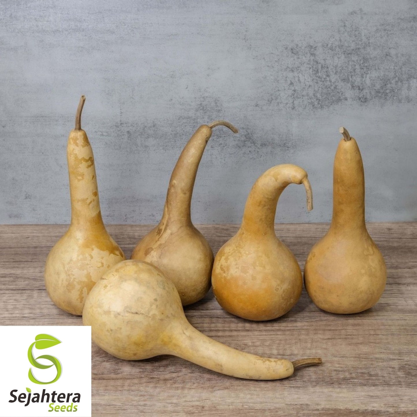 Dipper Gourd Seeds 5 Ct | Long Handle Bottle Heirloom NON-GMO USA