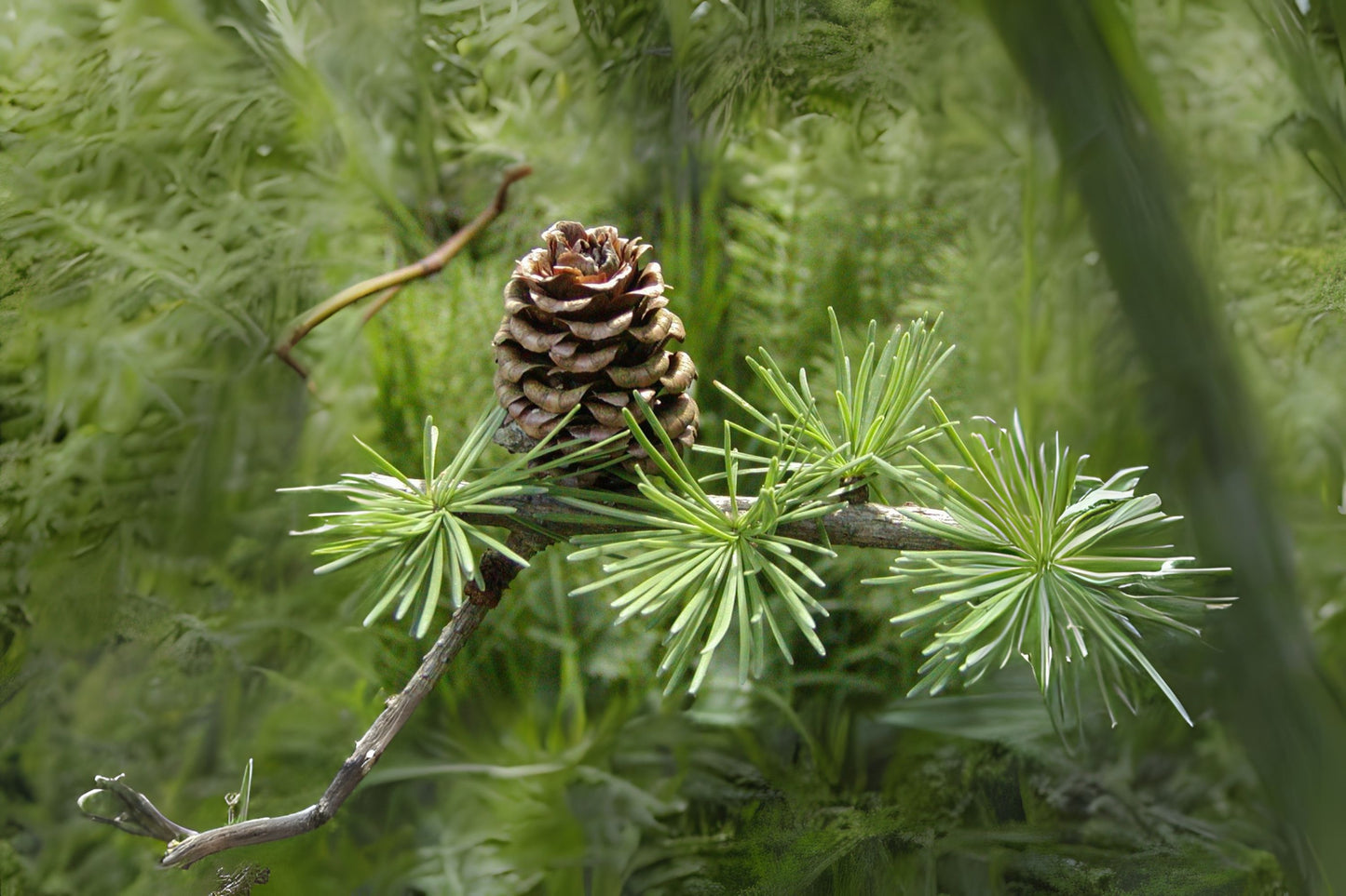 Japanese Larch (Larix kaempferi)
