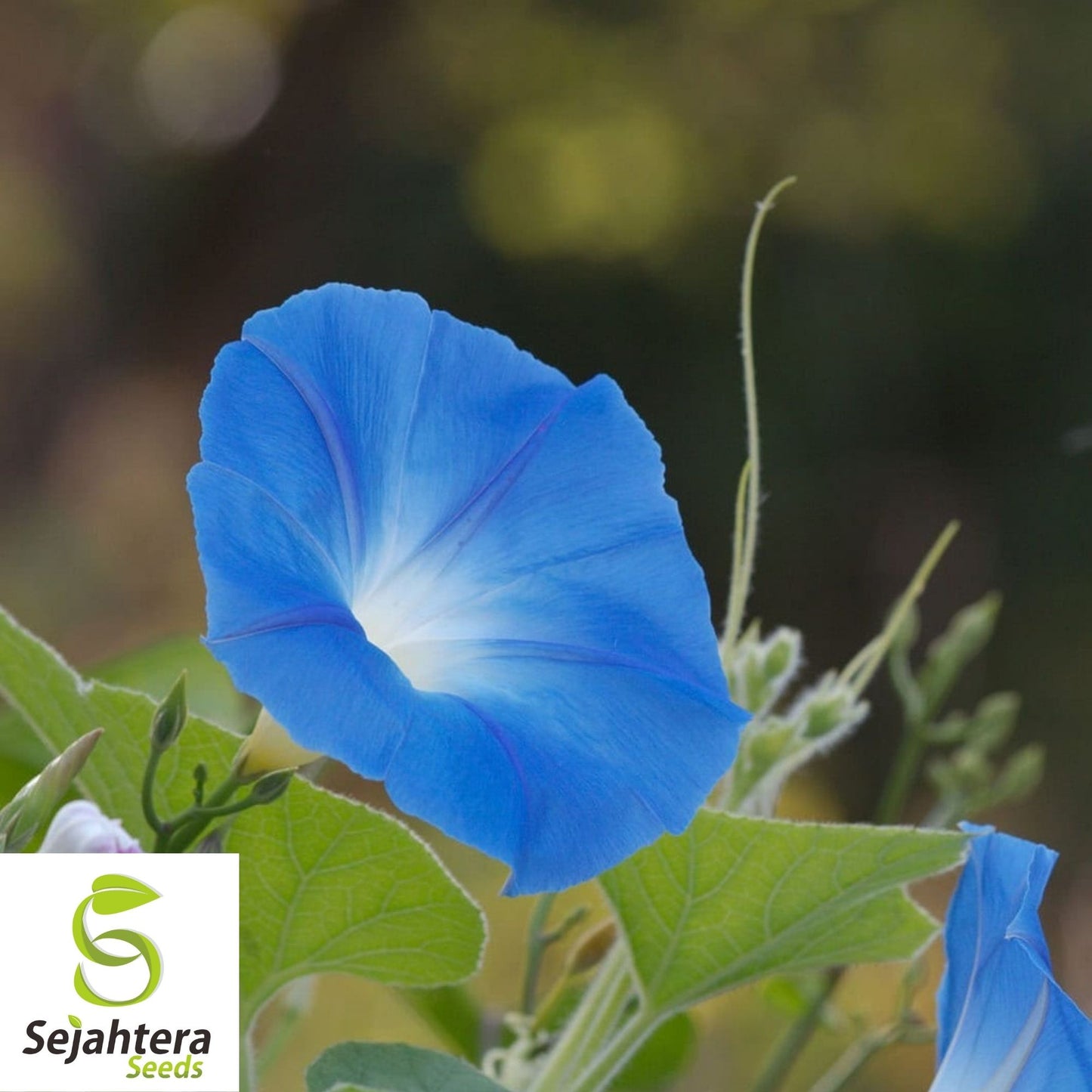 Morning Glory Heavenly Blue Seeds 30+ | Untreated Annual Flower USA
