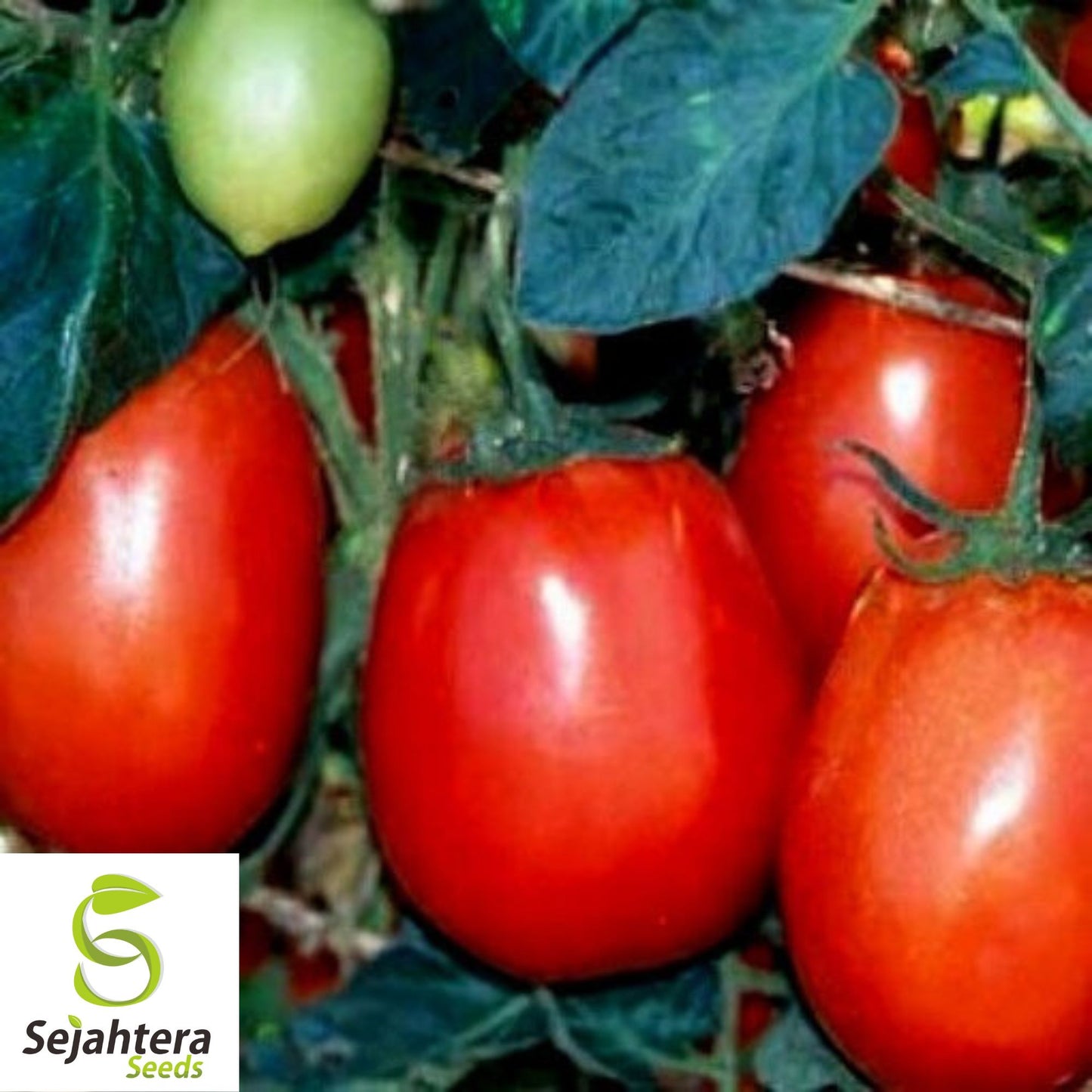 100 Rio Grande Tomato Seeds - Heirloom, Non-GMO, Versatile Garden Variety
