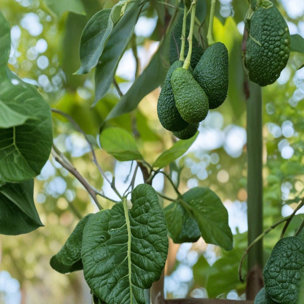 Avocado Tree – Persea americana Live Seedling | 20 Inches Tall | No Pot (Bare Root) Tropical Fruit Starter | Ready to Plant | Backyard Friendly