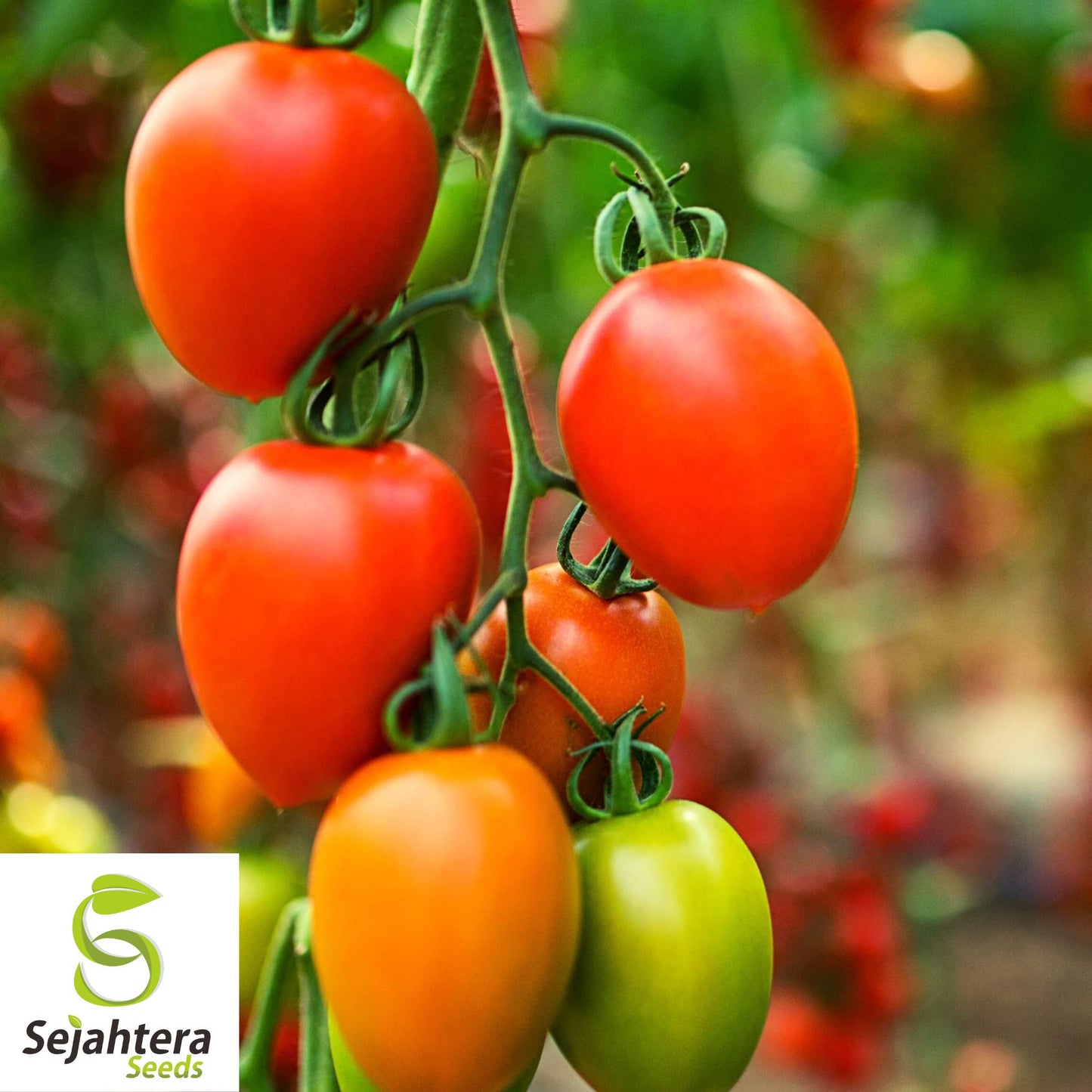 100 Rio Grande Tomato Seeds - Heirloom, Non-GMO, Versatile Garden Variety