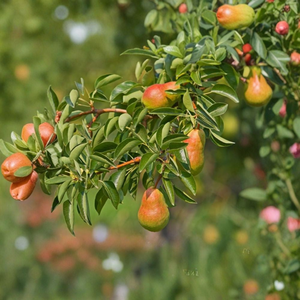 Ayers Pear Tree – Pyrus communis Grafted Bare Root Tree | Sugar Pear Variety | Ready to Plant Southern Favorite | Fire Blight Resistant | Heavy Producer