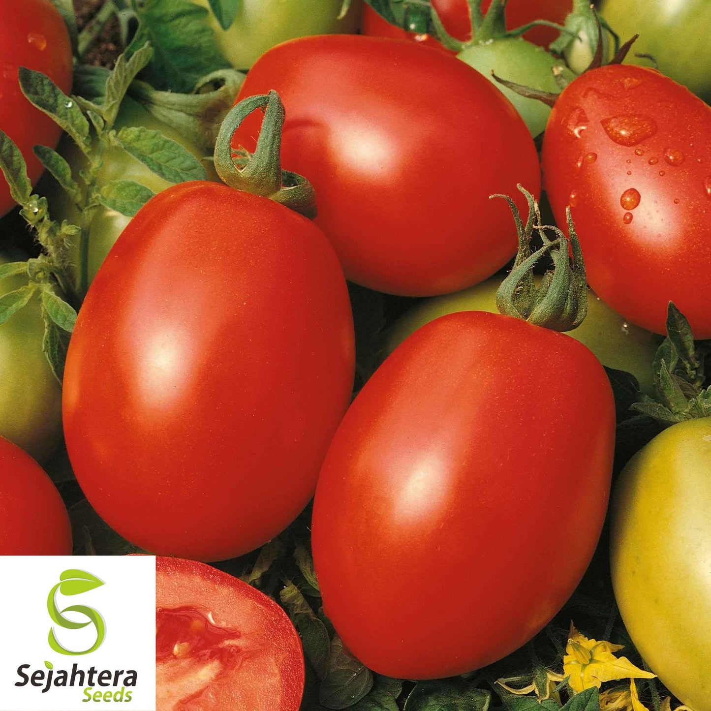 100 Rio Grande Tomato Seeds - Heirloom, Non-GMO, Versatile Garden Variety