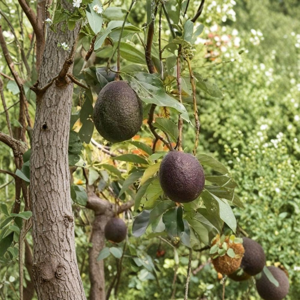Maria Black Avocado Tree – Persea americana Live Grafted Tree | 3 Gallon Pot | Naturally Dwarf Variety Rare Avocado Variety | Compact Fruit Tree | Patio & Backyard Ready