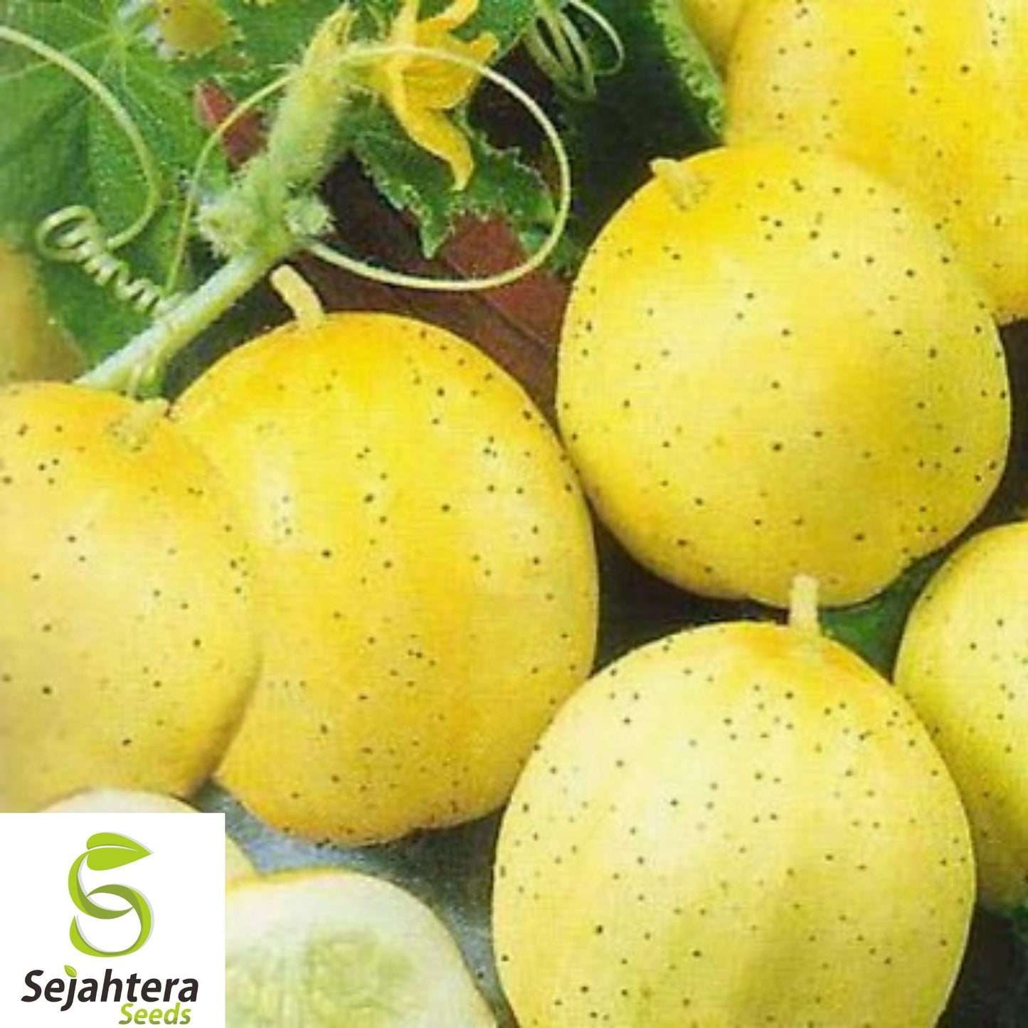 50+ Lemon Cucumber Seeds - Heirloom, Non-GMO, Rare, Sweet & Crisp Variety