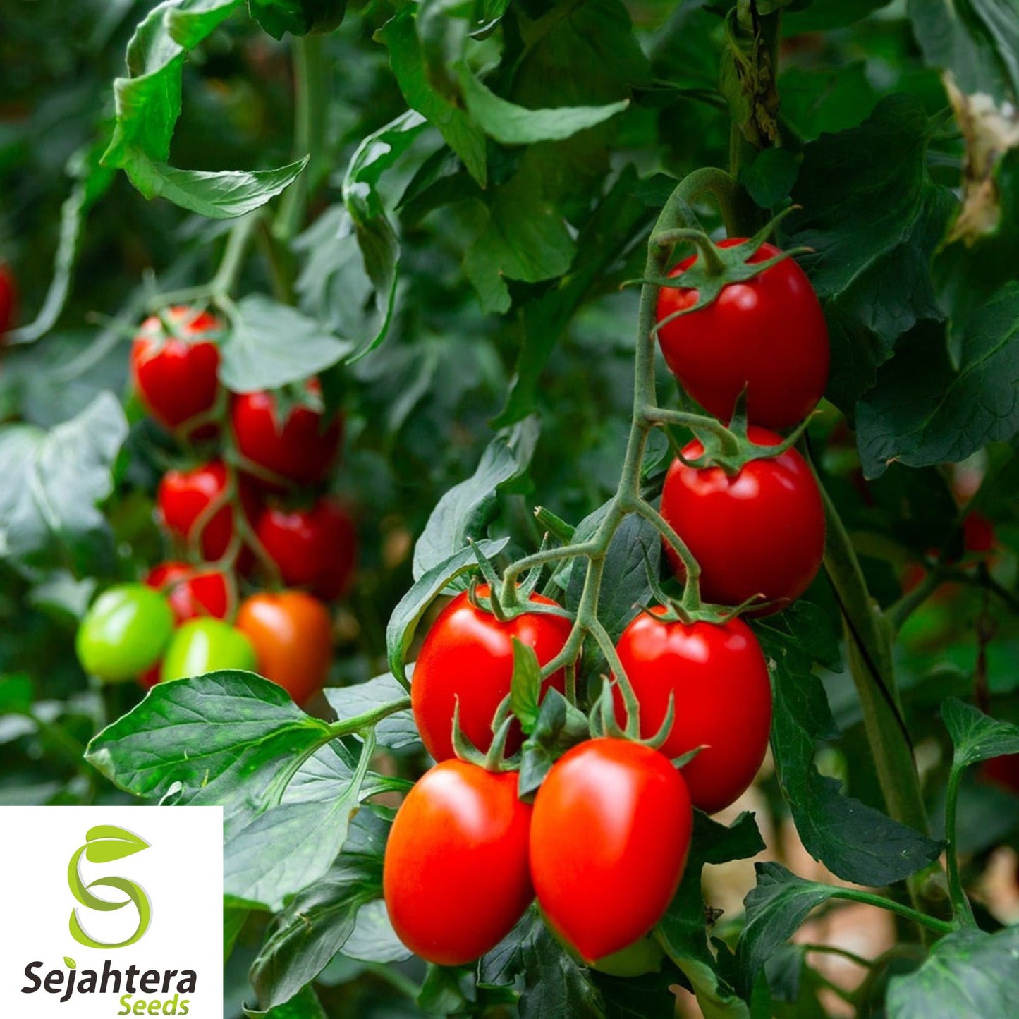 120+ Roma Tomato Seeds - Heirloom, Organic, Non-GMO, Perfect for Sauces & Fresh