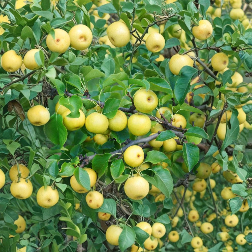 Shinsui Asian Pear – Pyrus pyrifolia 4–6 Ft Live Tree | Sweet Crisp Fruit | Ready to Plant Mid-Season Asian Pear | Juicy Dessert Fruit | Cold Hardy