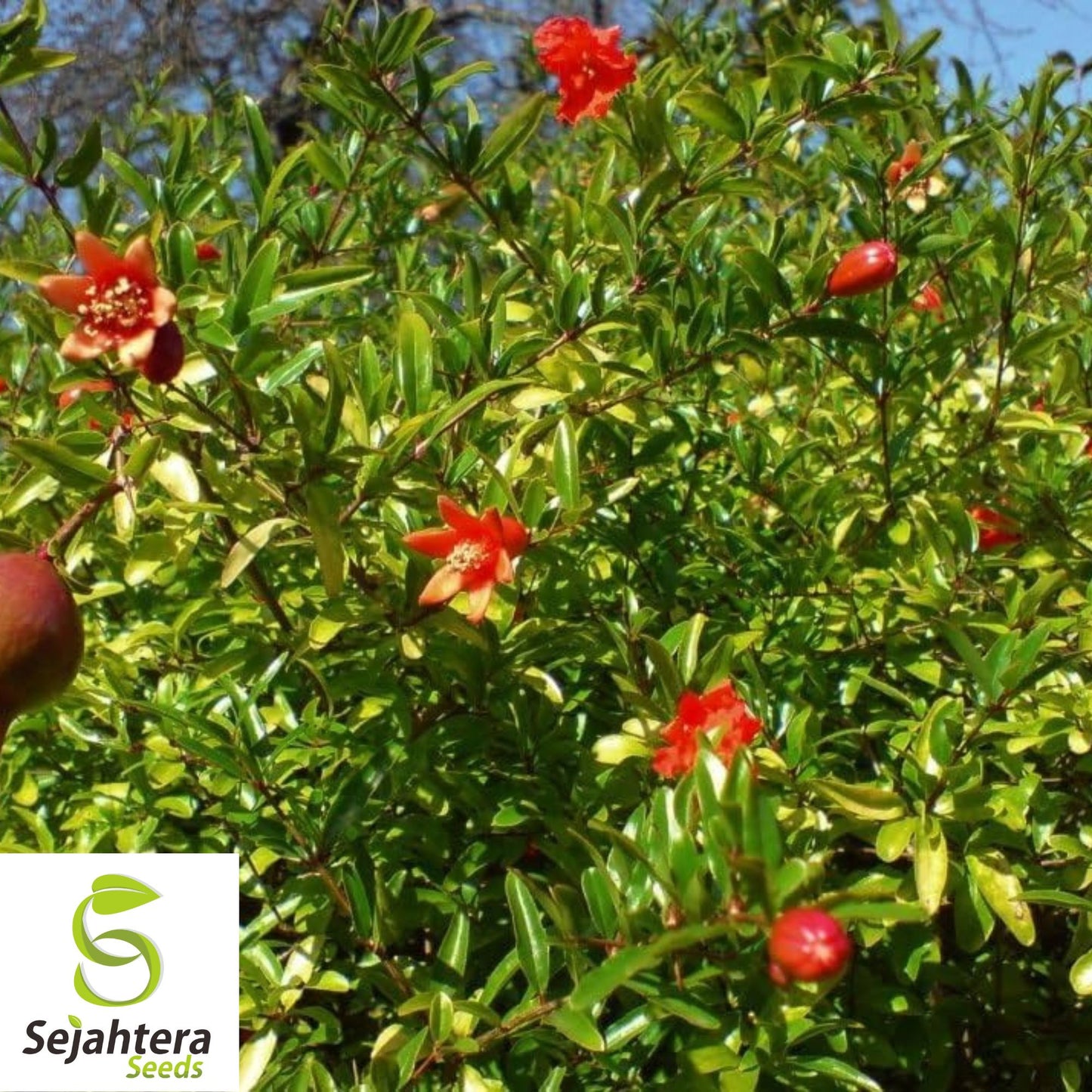 Dwarf Pomegranate Organic Seeds {Punica granatum nana} 20 Seeds