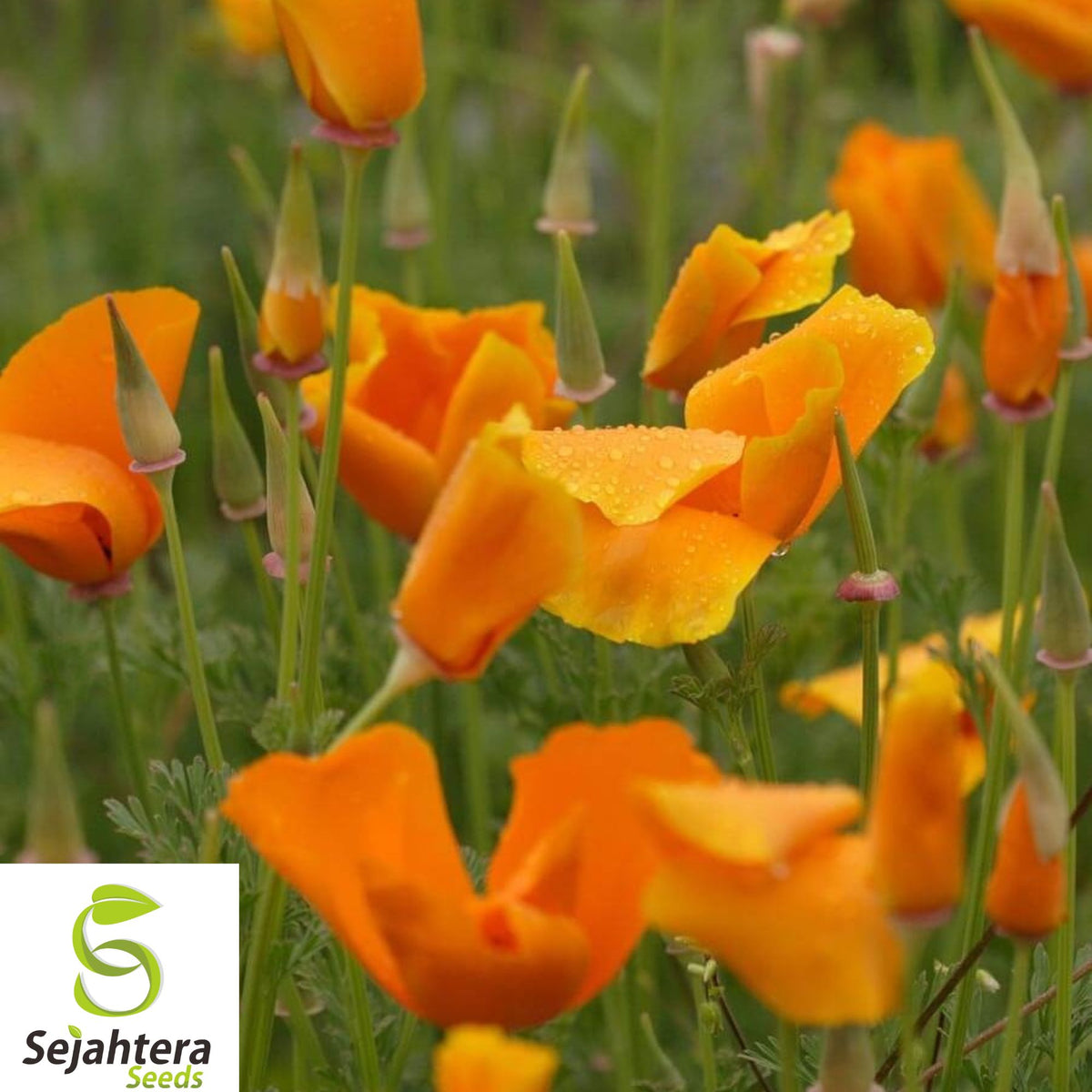250+ California Poppy Seeds - Vibrant Orange Blooms, Drought-Tolerant, Easy Grow