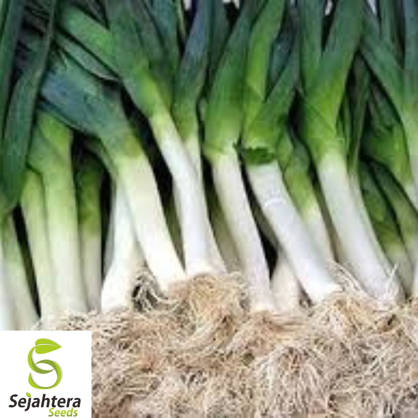 250+ American Flag Leek Seeds - Heirloom, Organic, Non-GMO, Mild & Cold-Hardy