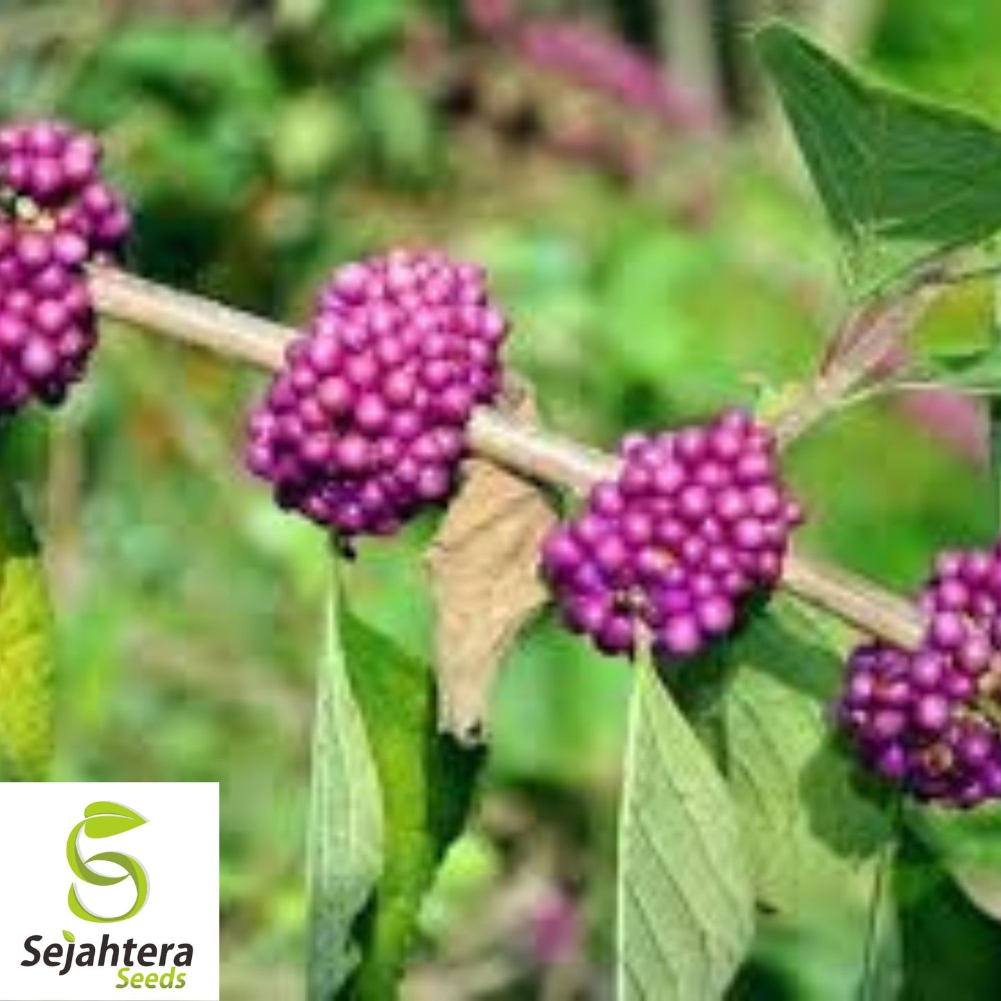 American Beautyberry Seeds {Callicarpa americana} 30 Seeds
