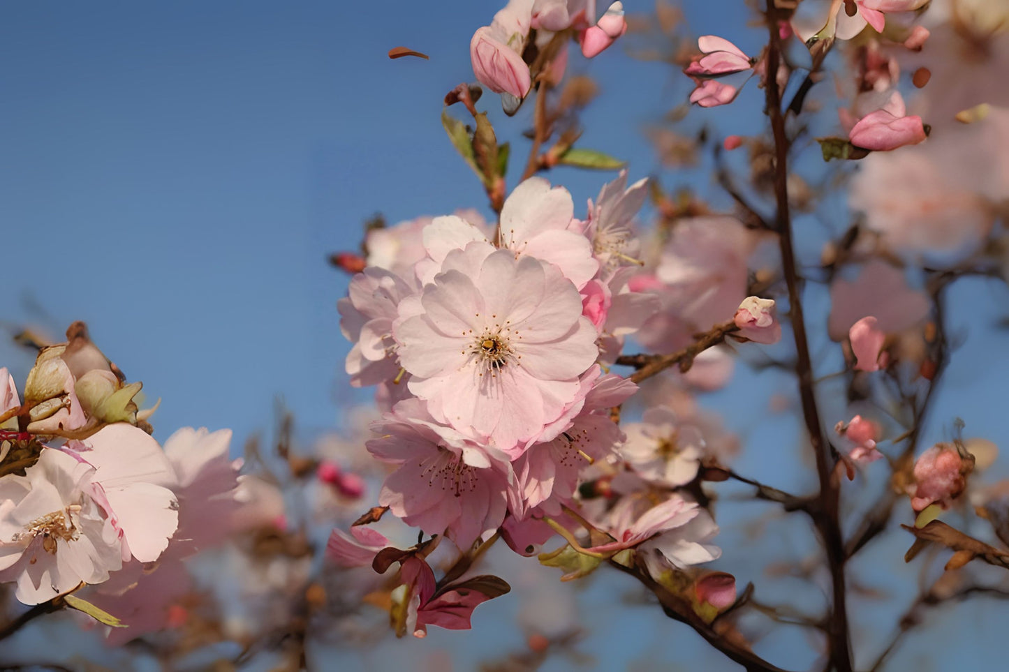 East Asian Cherry Hill Japflowering Flowering Oriental Cherry (Prunus serrulata)