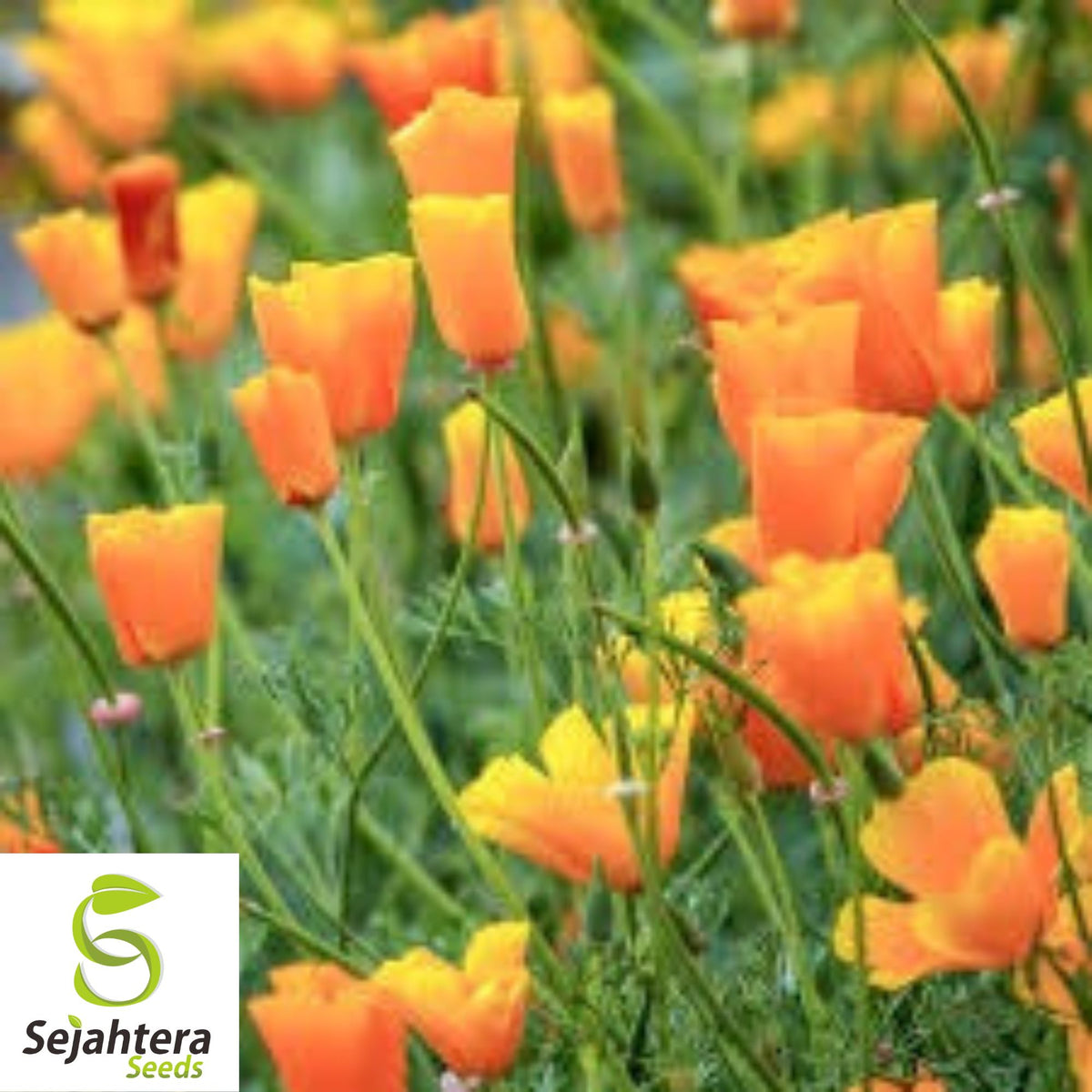 Orange California Poppy Seeds 500+ | Eschscholzia californica Flower USA