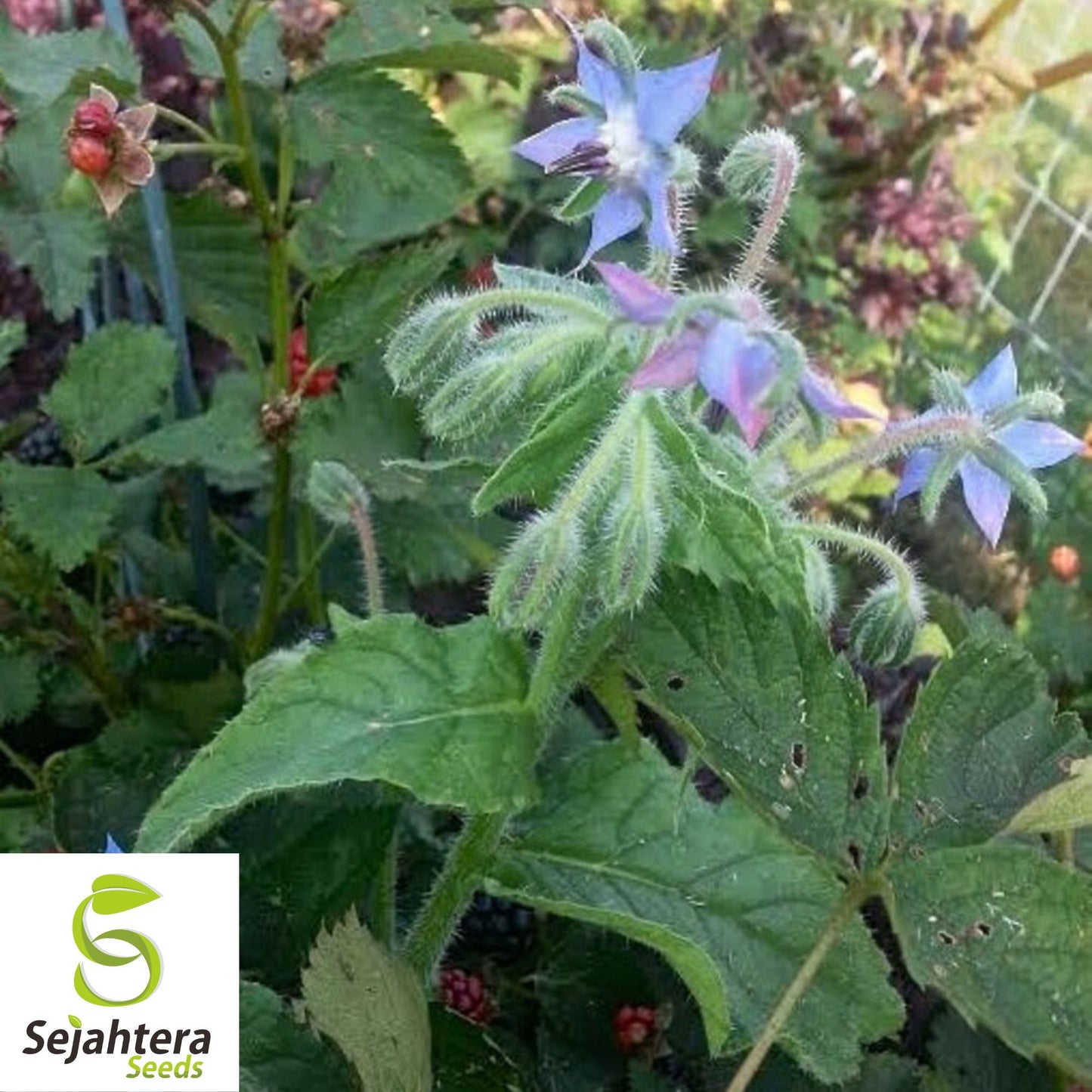 Borage Herb Seeds - 200+ Heirloom, Non-GMO, Pest Repellent & Fresh