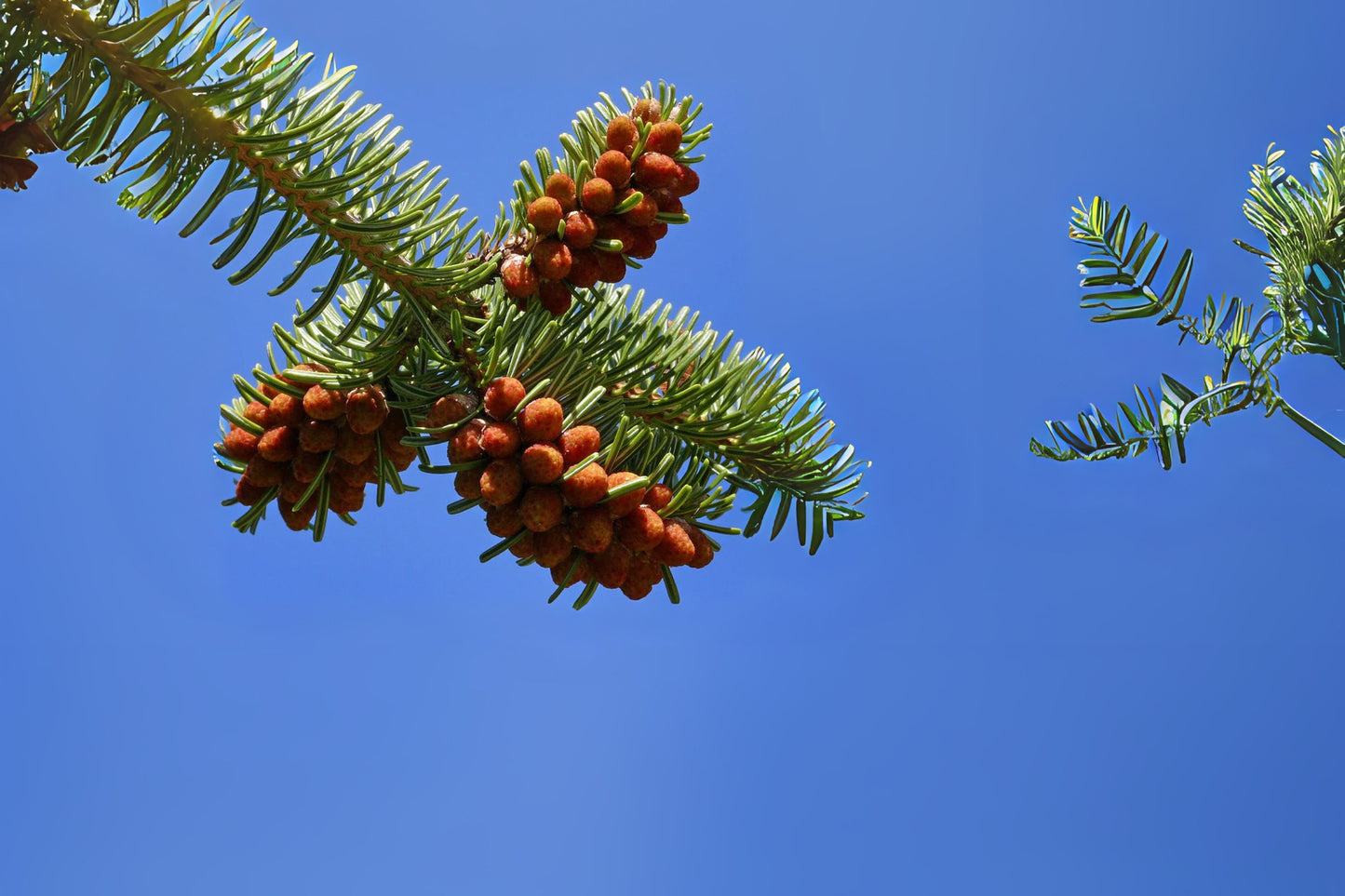 Trojan Fir (Abies nordmanniana ssp. equi-trojani)