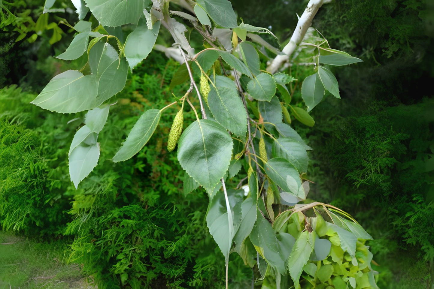 Himalayan Birch (Betula utilis)