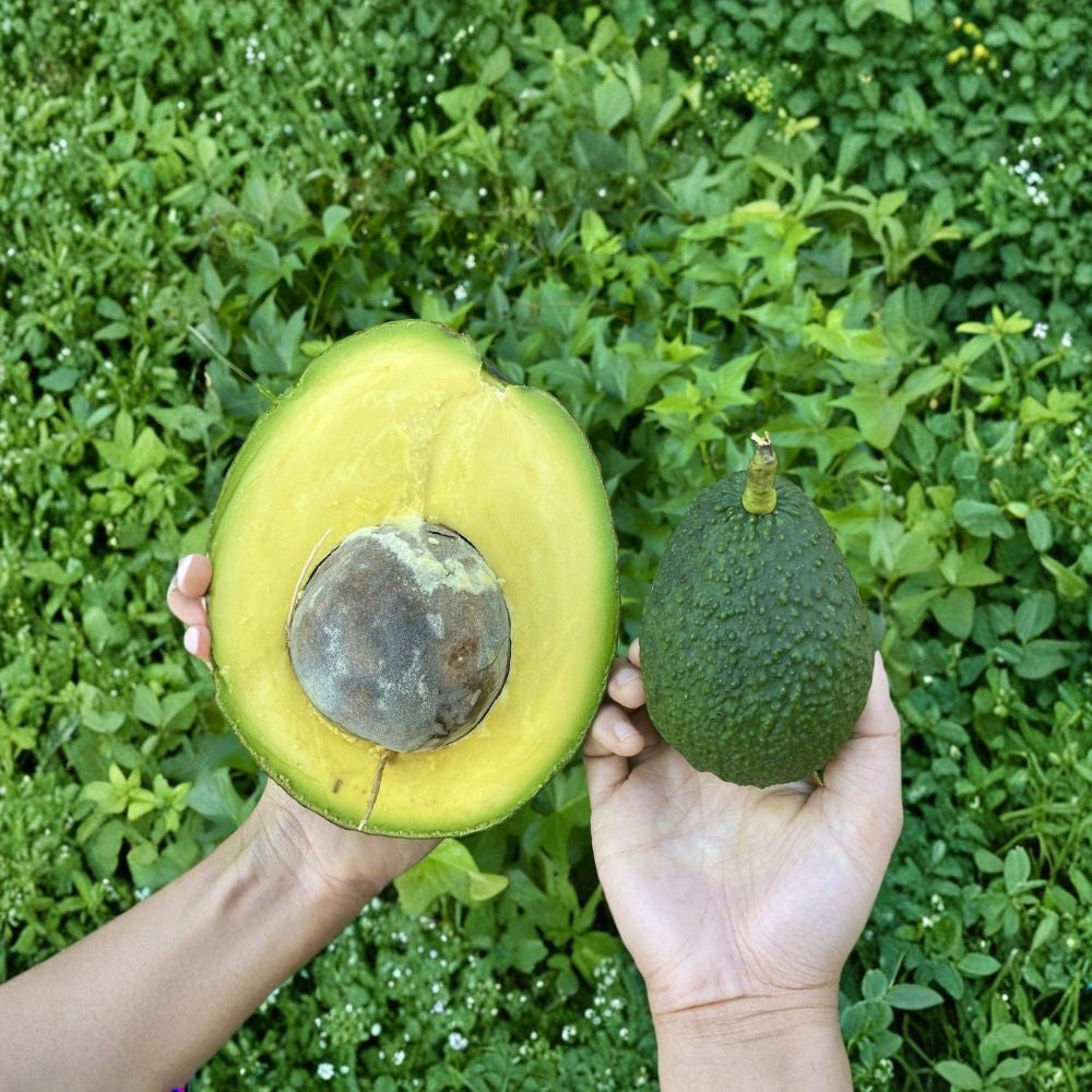 Marcus Pumpkin Avocado Tree – Persea americana Grafted Live Tropical Fruit Tree | Rare Variety Predictable Performance | Statement Landscape Tree | Premium Home Orchard Choice