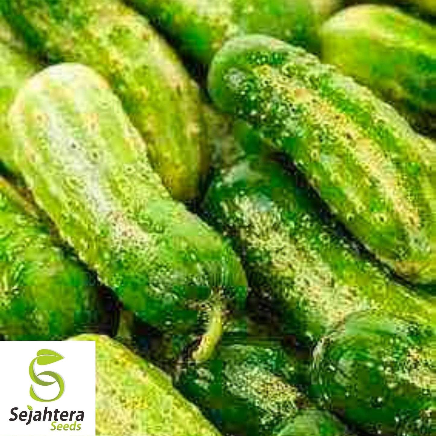 Cucumber Seeds 60+ | Wisconsin Pickling Vegetable NON-GMO Garden USA