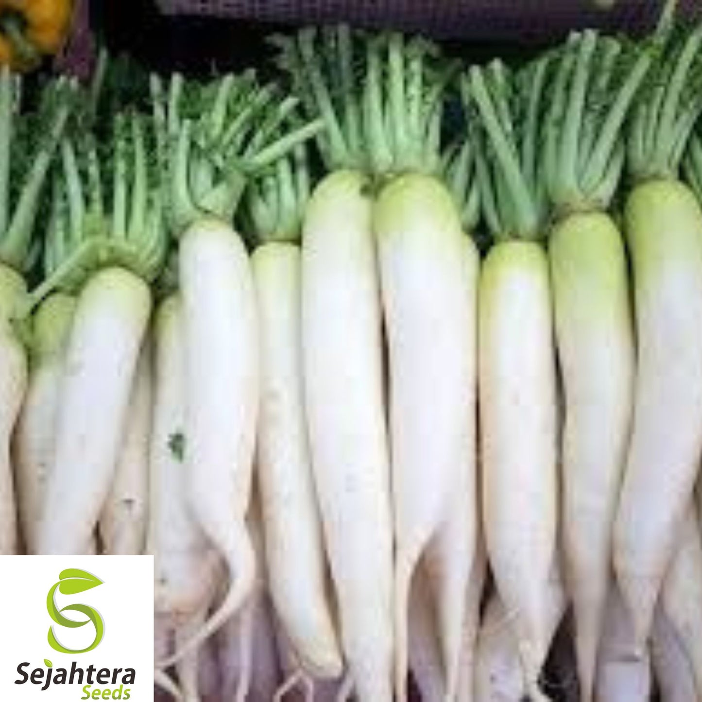 200+ Daikon Radish Seeds - Japanese Minowase, Heirloom, Organic, Non-GMO, Crisp & Mild
