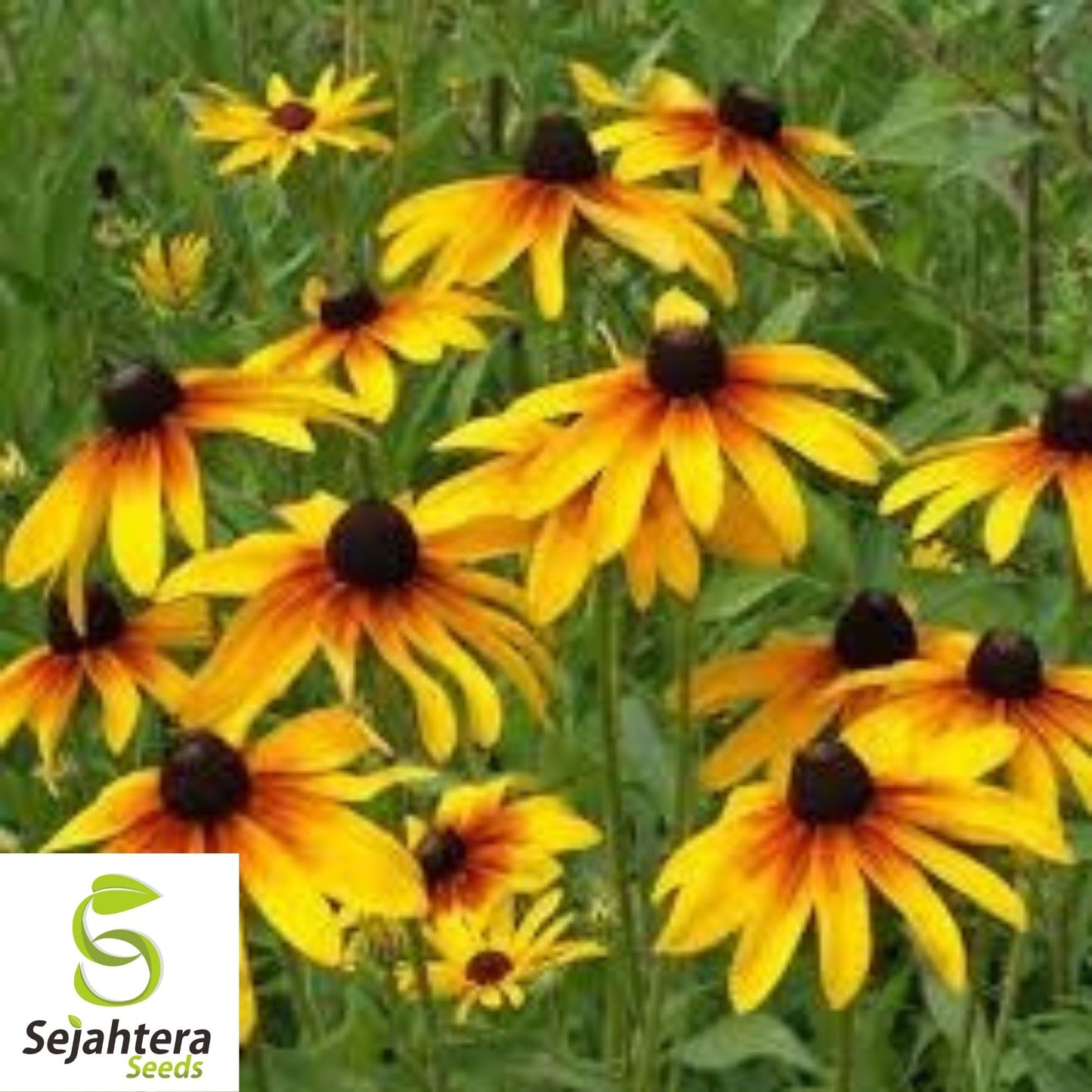 Gloriosa Daisy Seeds 300+ | Perennial Native Wildflower FREE SHIPPING USA