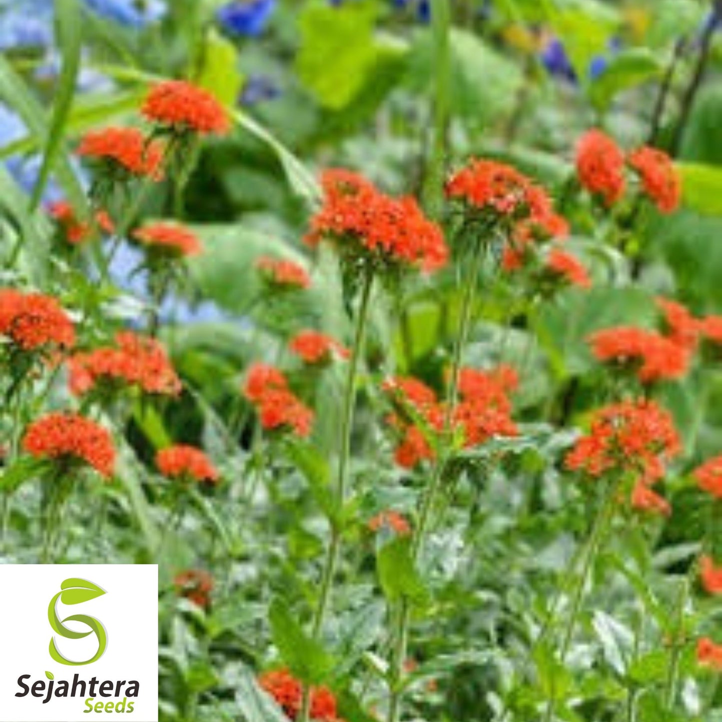 300+ Maltese Cross Seeds - Lychnis Chalcedonica, Vibrant Perennial Flower