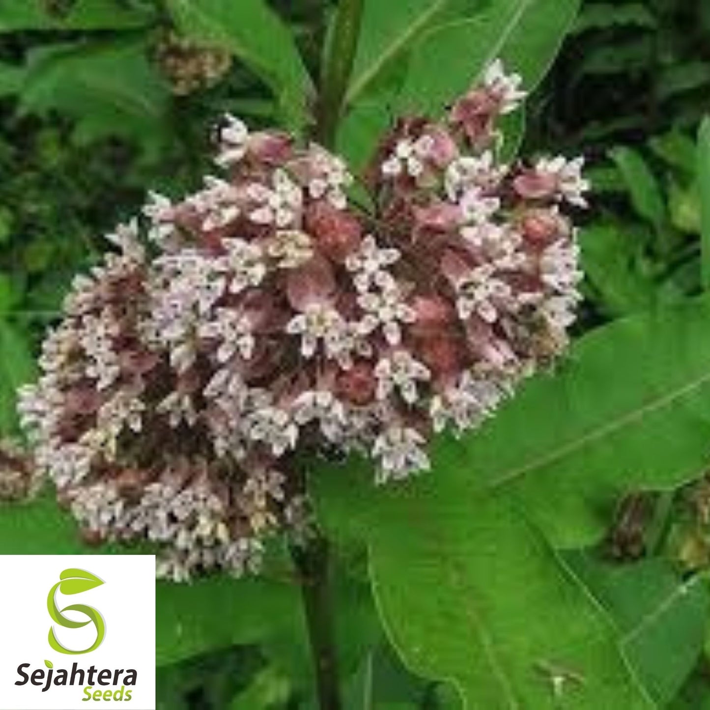 Common Milkweed Seeds 30+ | Asclepias syriaca Native Perennial Wildflower USA