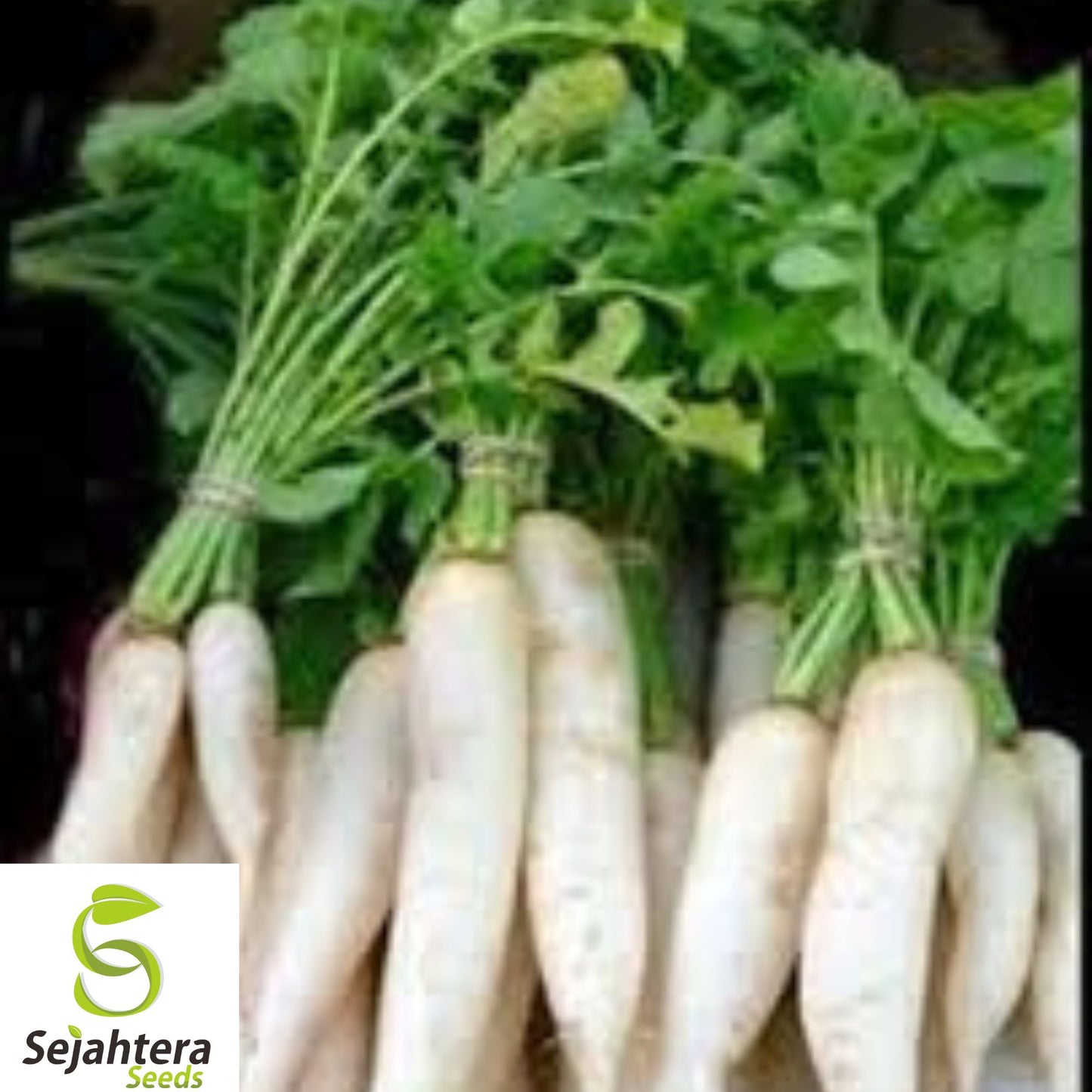 200+ Daikon Radish Seeds - Japanese Minowase, Heirloom, Organic, Non-GMO, Crisp & Mild