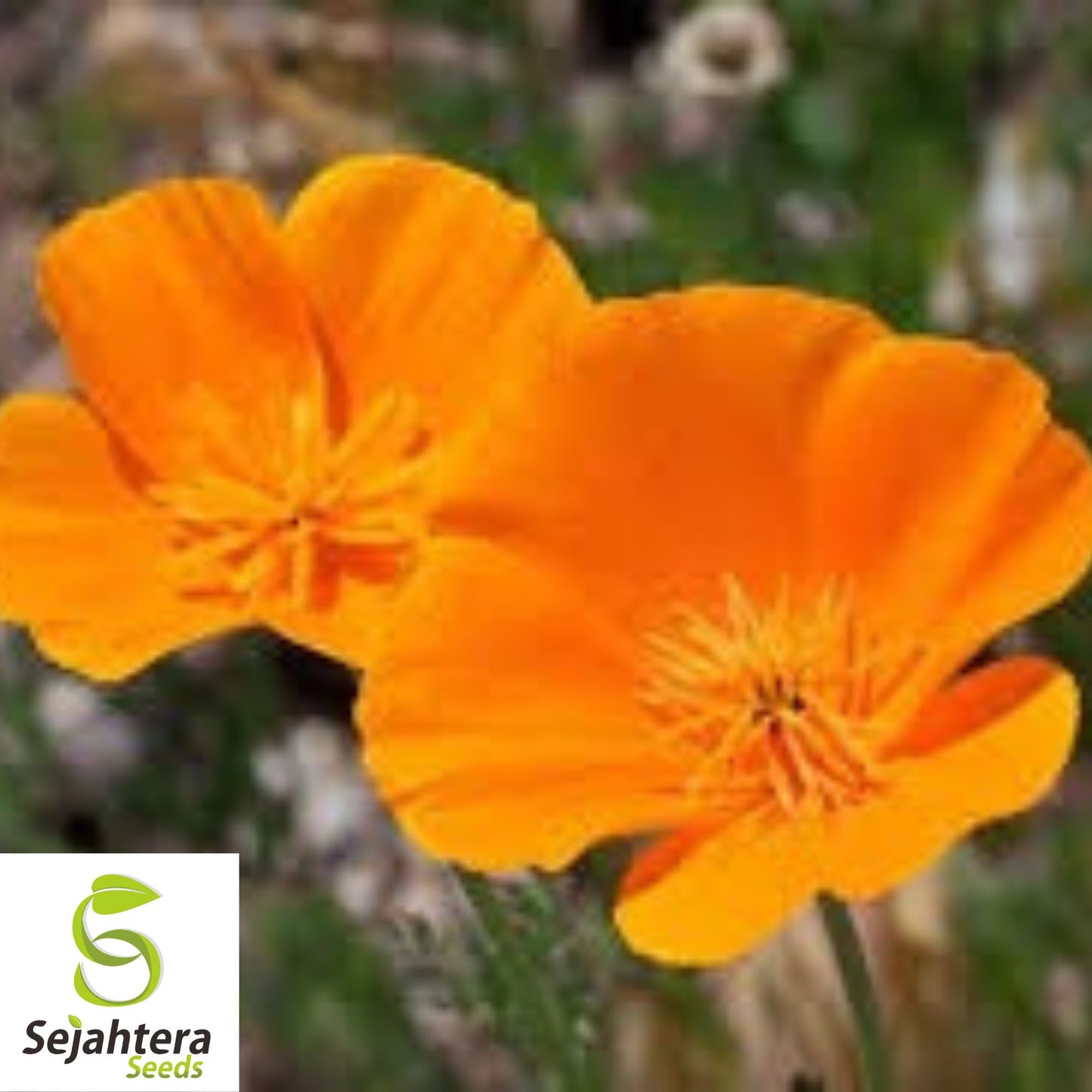 California Orange Poppy Seeds - 250+ Heirloom - Bright Blooms - Non-GMO