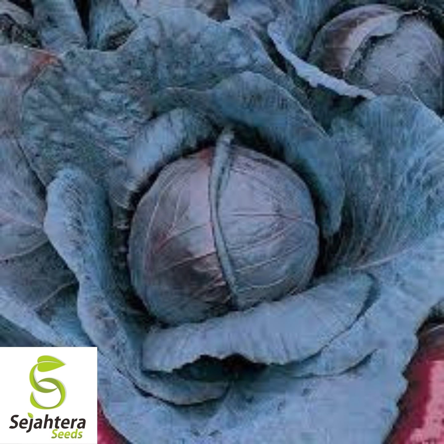 Red Acre Cabbage Seeds 500+ | NON-GMO Heirloom Vegetable Garden USA