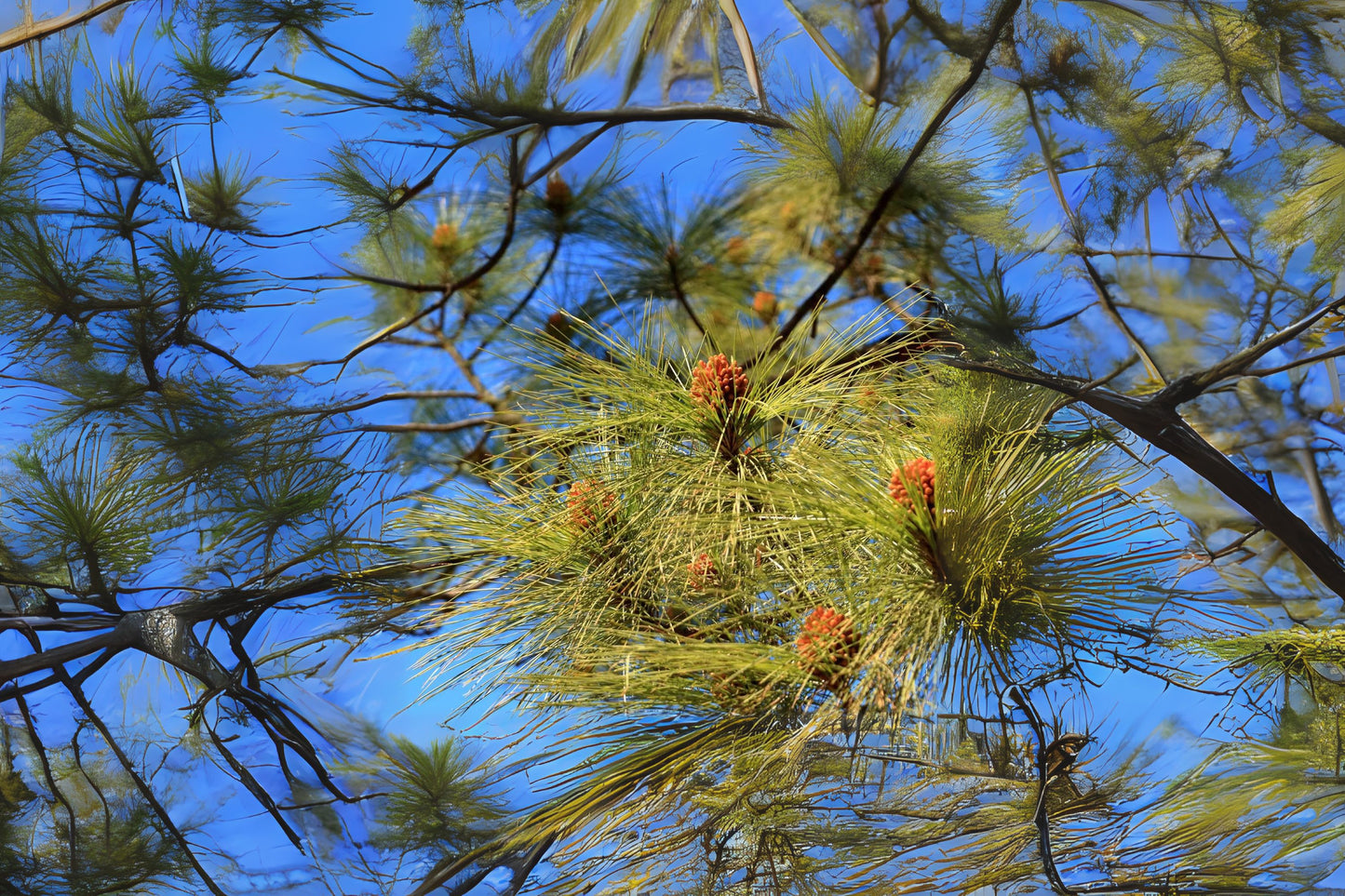 Canary Island Pine Canary Pine (Pinus canariensis)