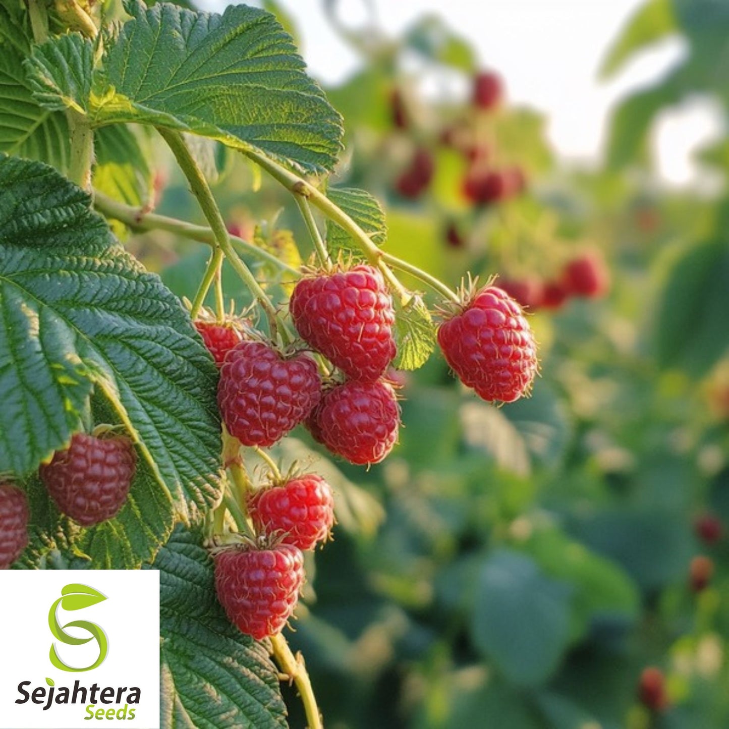 Red Raspberry Seeds {Rubus idaeus} 50+ Seeds 98% Germination | Non-GMO
