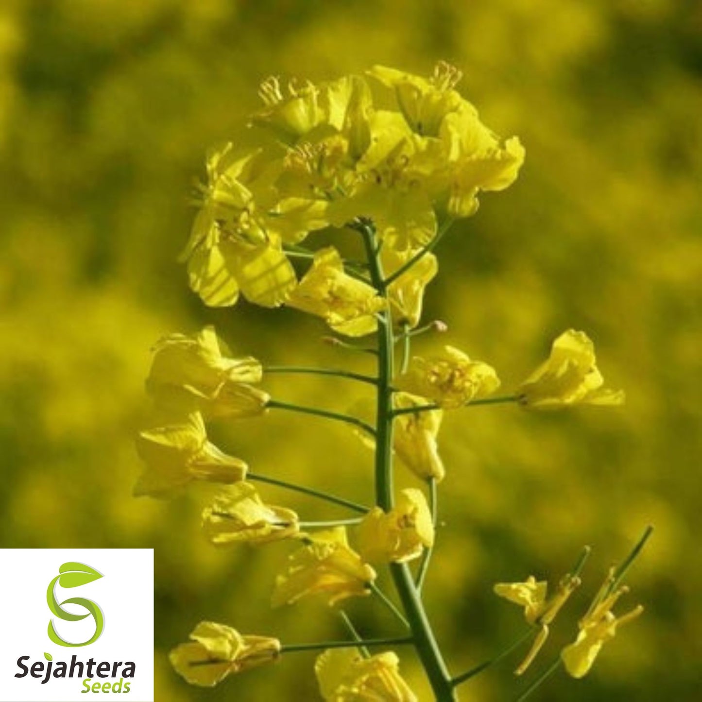 Organic Canola Rapeseed Seeds {Brassica napus} 20+ Seeds