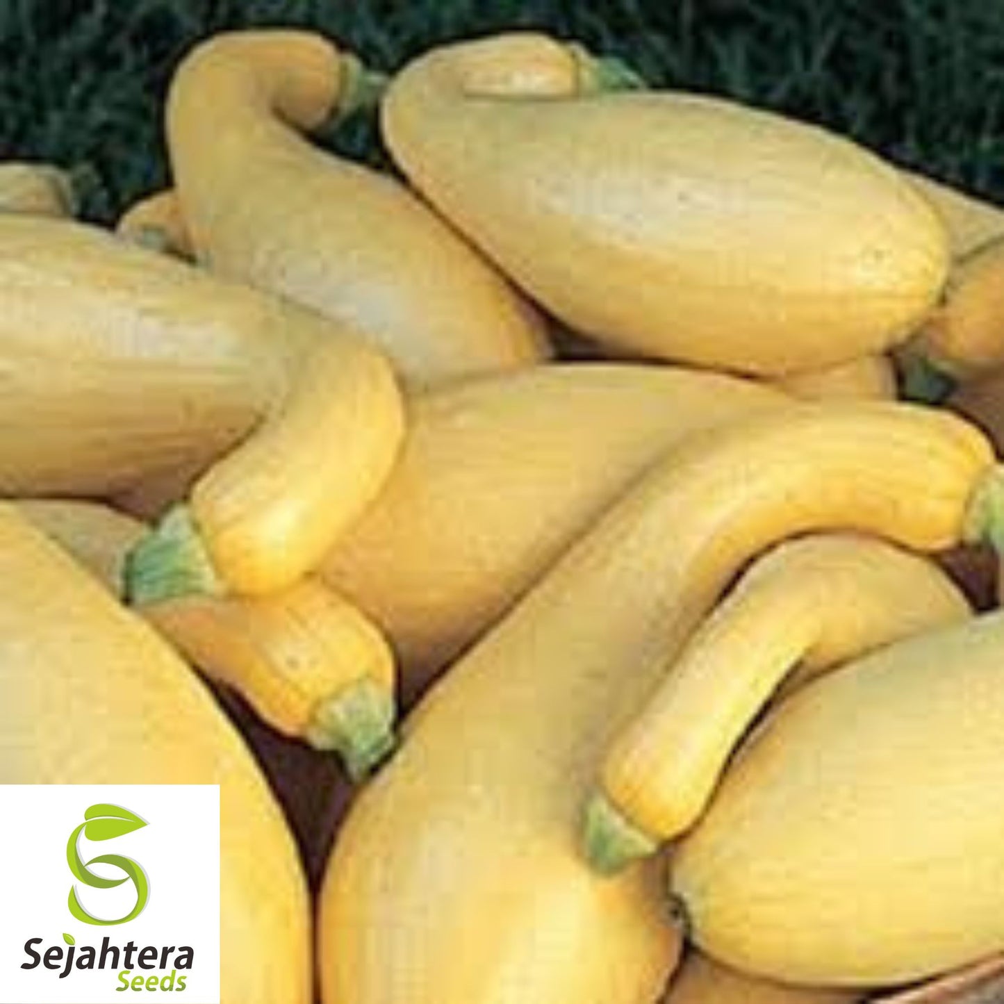 Yellow Crookneck Squash Seeds - 100+ Heirloom, Non-GMO, Golden Summer & Fresh