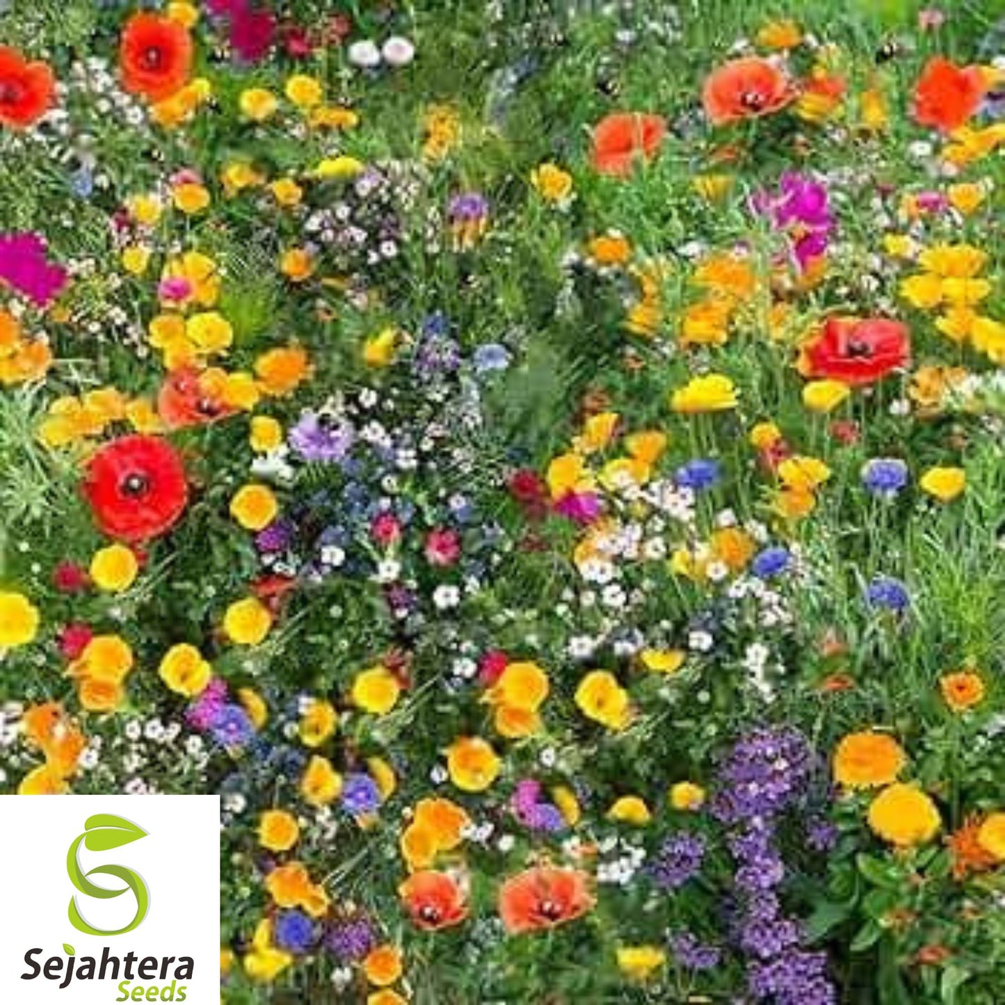 500+ Bold Color Wildflower Seeds - Annual, Non-GMO, 10 Vibrant Flower Varieties