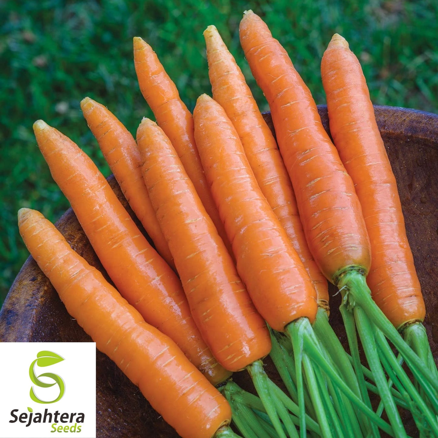 300 Scarlet Nantes Carrot Seeds - Non-GMO, Sweet & Tender Heirloom Variety