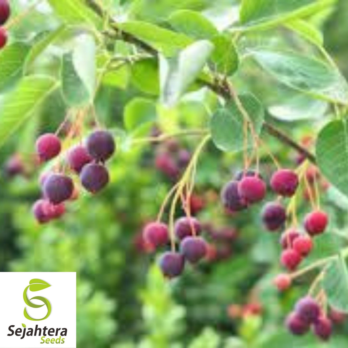 Snowy Serviceberry Seeds {Amelanchier ovalis} Fruiting Shrub 20 Seeds