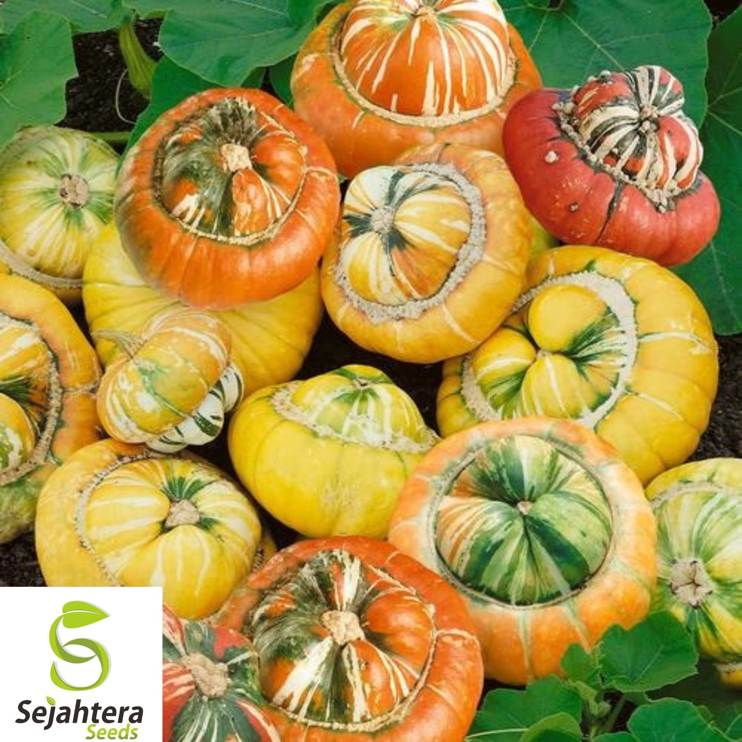 25+ Turk’s Turban Pumpkin Seeds - Heirloom, Organic, Non-GMO, Unique & Rare Gourd