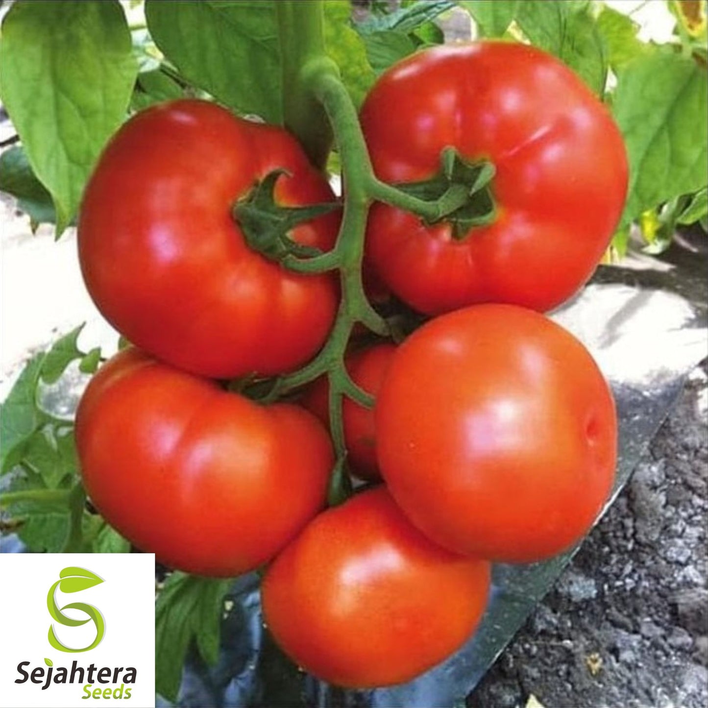 30 Beefsteak Tomato Seeds - Non-GMO, Large & Juicy Heirloom Variety