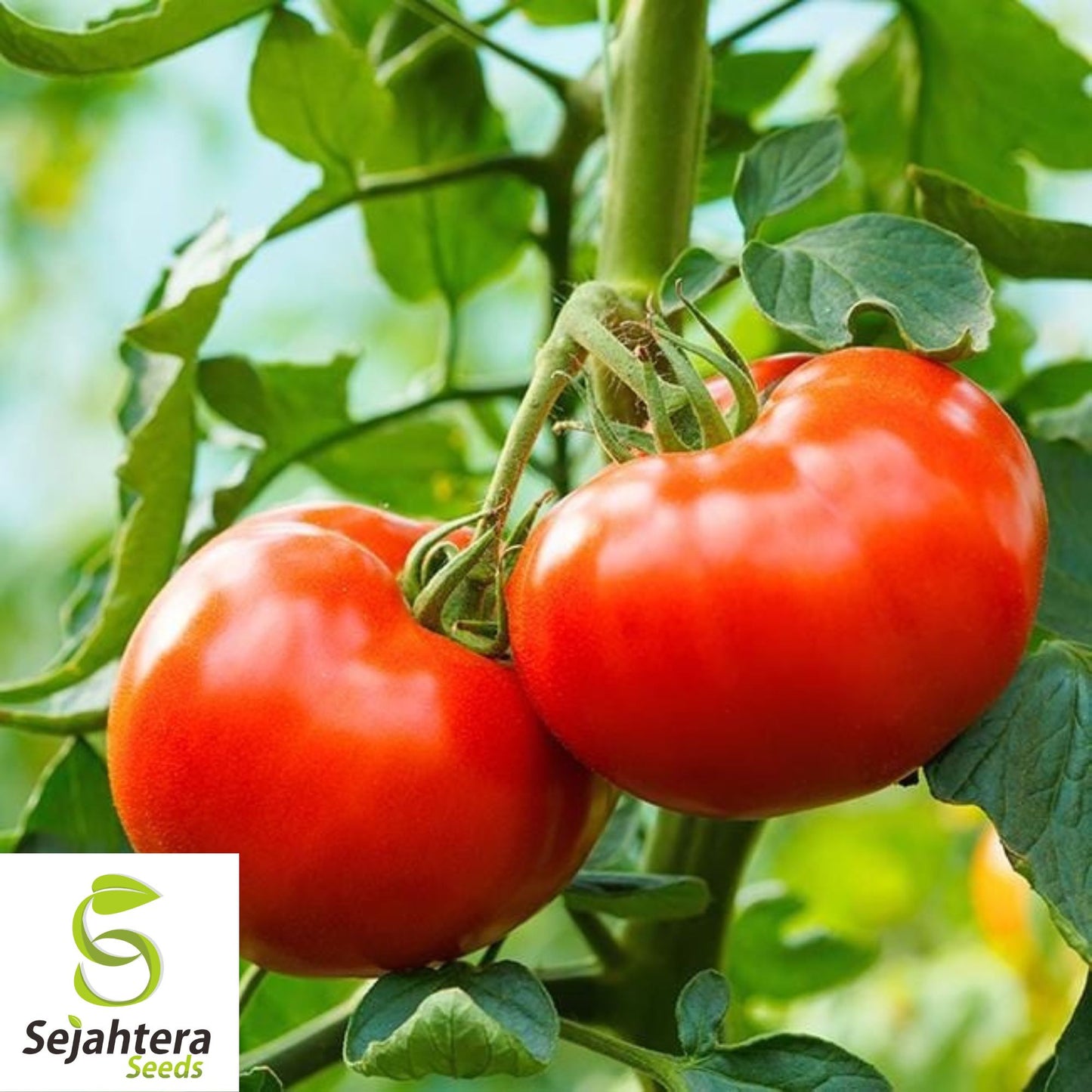 30 Delicious Tomato Seeds - Non-GMO, Juicy & Heirloom Slicer
