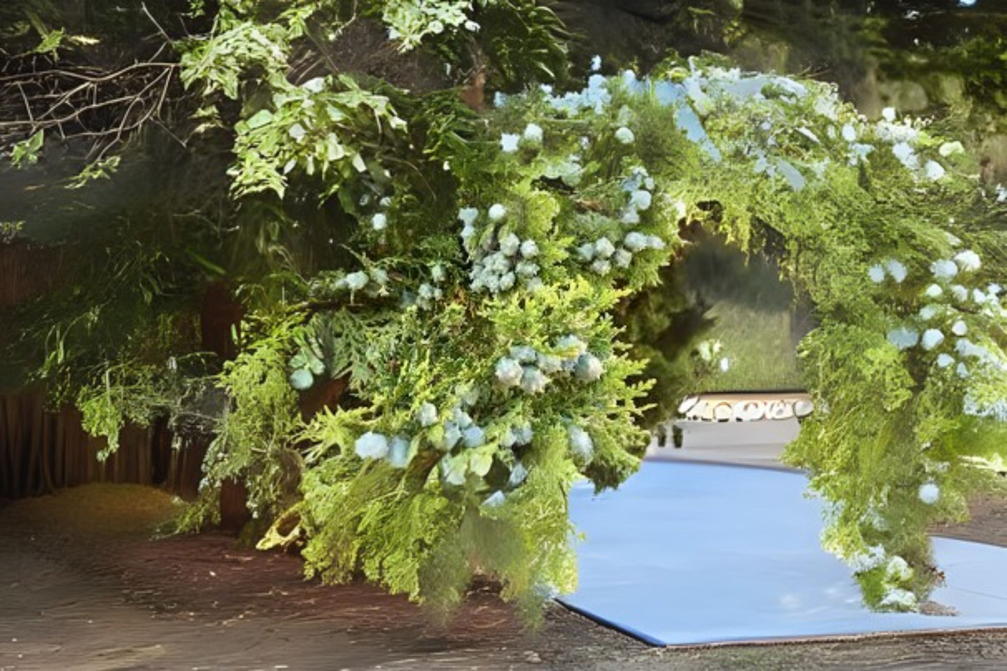 Oriental Arborvitae (Platycladus orientalis)