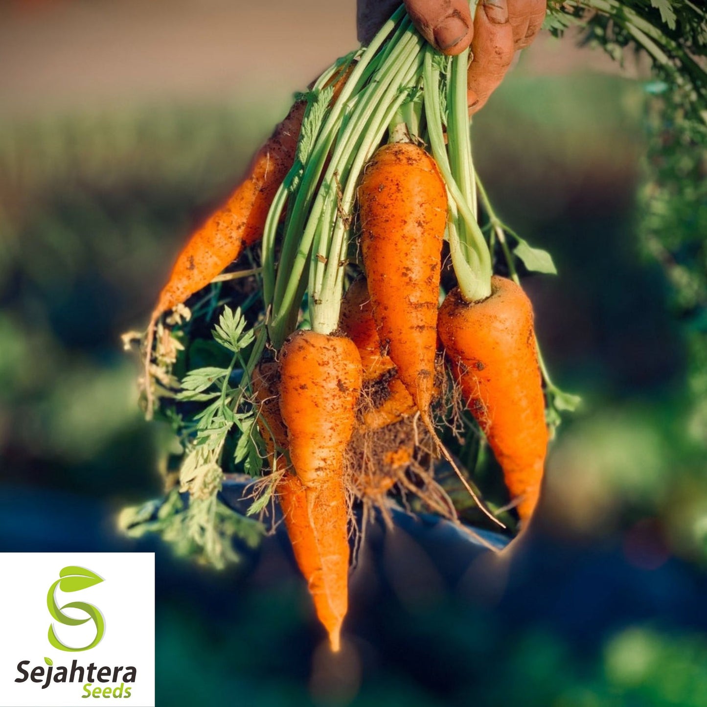 300 Scarlet Nantes Carrot Seeds - Non-GMO, Sweet & Tender Heirloom Variety