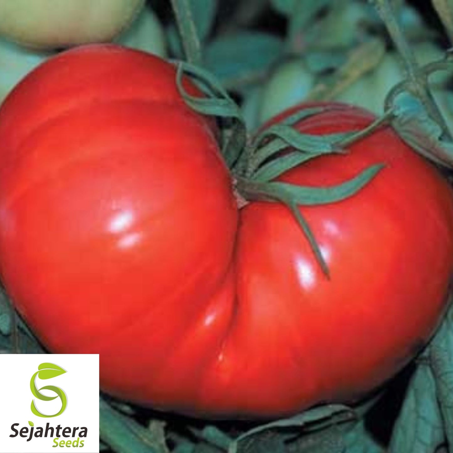 30 Beefsteak Tomato Seeds - Non-GMO, Large & Juicy Heirloom Variety
