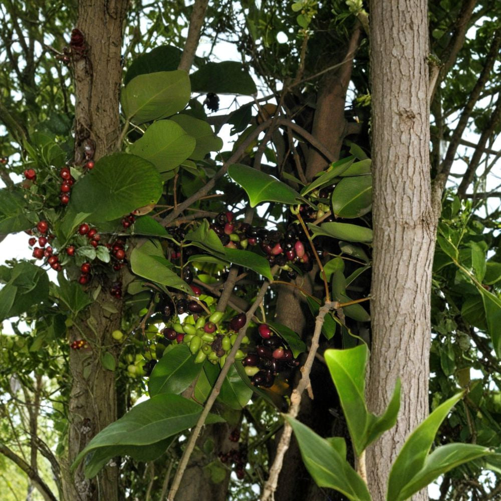 Duhat / Jambul Fruit Tree – Syzygium cumini Live Plant | 3–4 Feet Tall | Ships in 3 Gallon Pot Also Known as Trái Trâm | Sweet Purple Fruit | Tropical Evergreen Tree