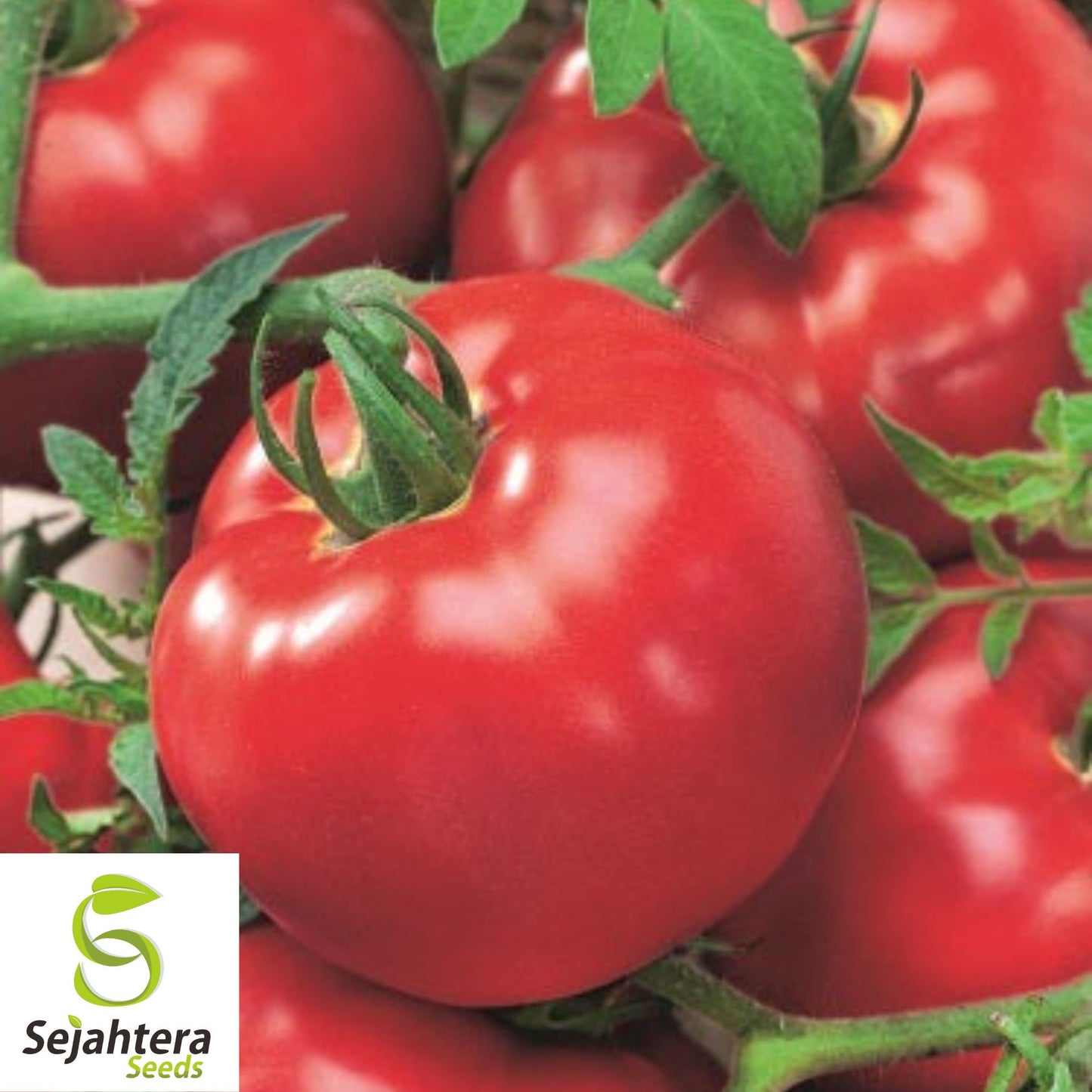 30 Delicious Tomato Seeds - Non-GMO, Juicy & Heirloom Slicer
