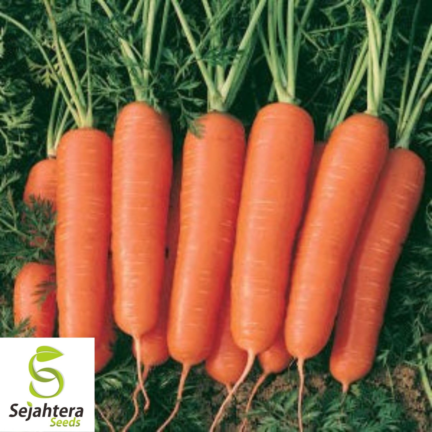300 Scarlet Nantes Carrot Seeds - Non-GMO, Sweet & Tender Heirloom Variety