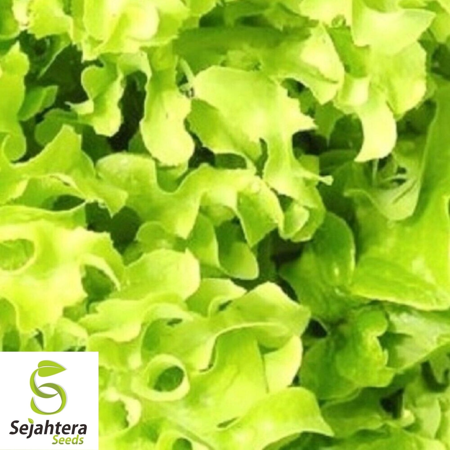 Salad Bowl Lettuce Seeds 600+ | Heirloom NON-GMO Vegetable Garden USA