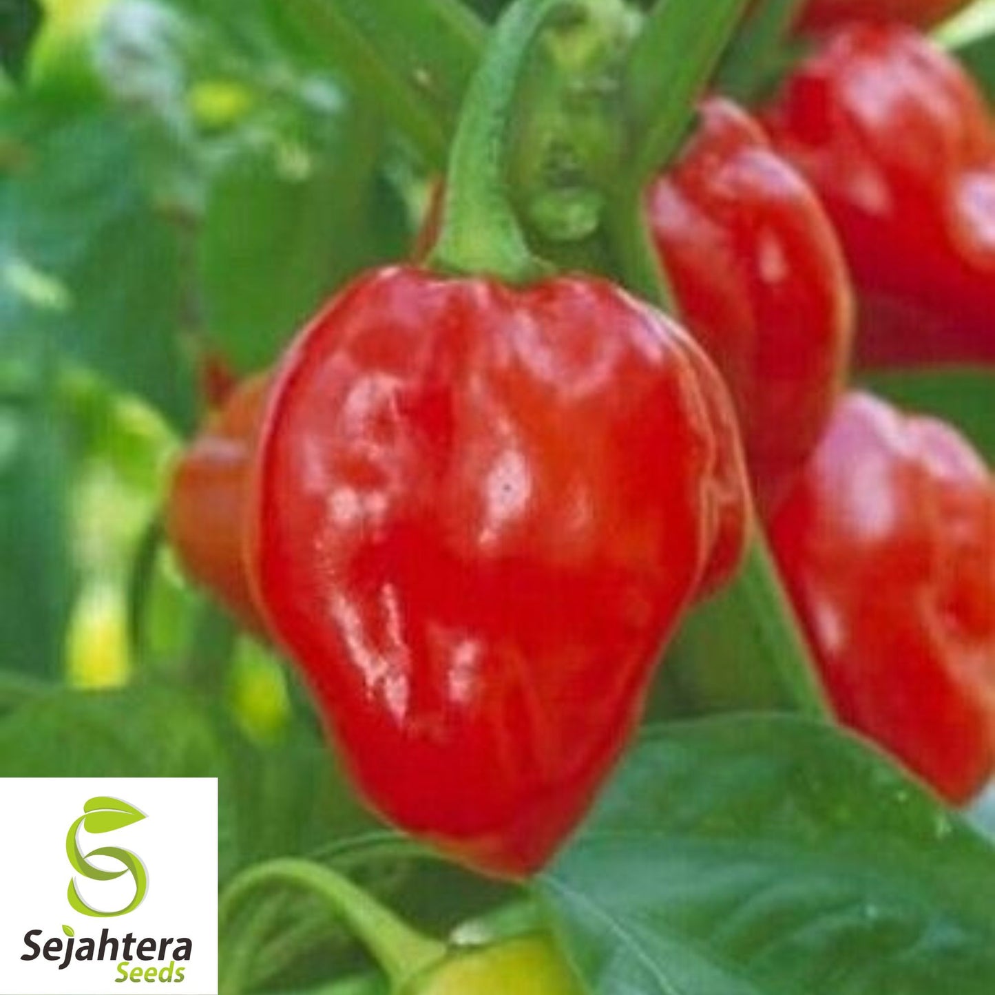 25 Caribbean Red Habanero Pepper Seeds - Non-GMO, Extra Hot & Flavorful